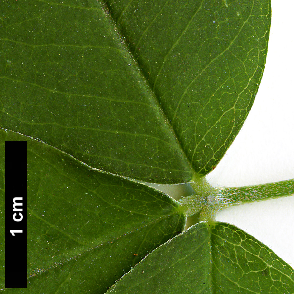 High resolution image: Family: Fabaceae - Genus: Laburnum - Taxon: anagyroides