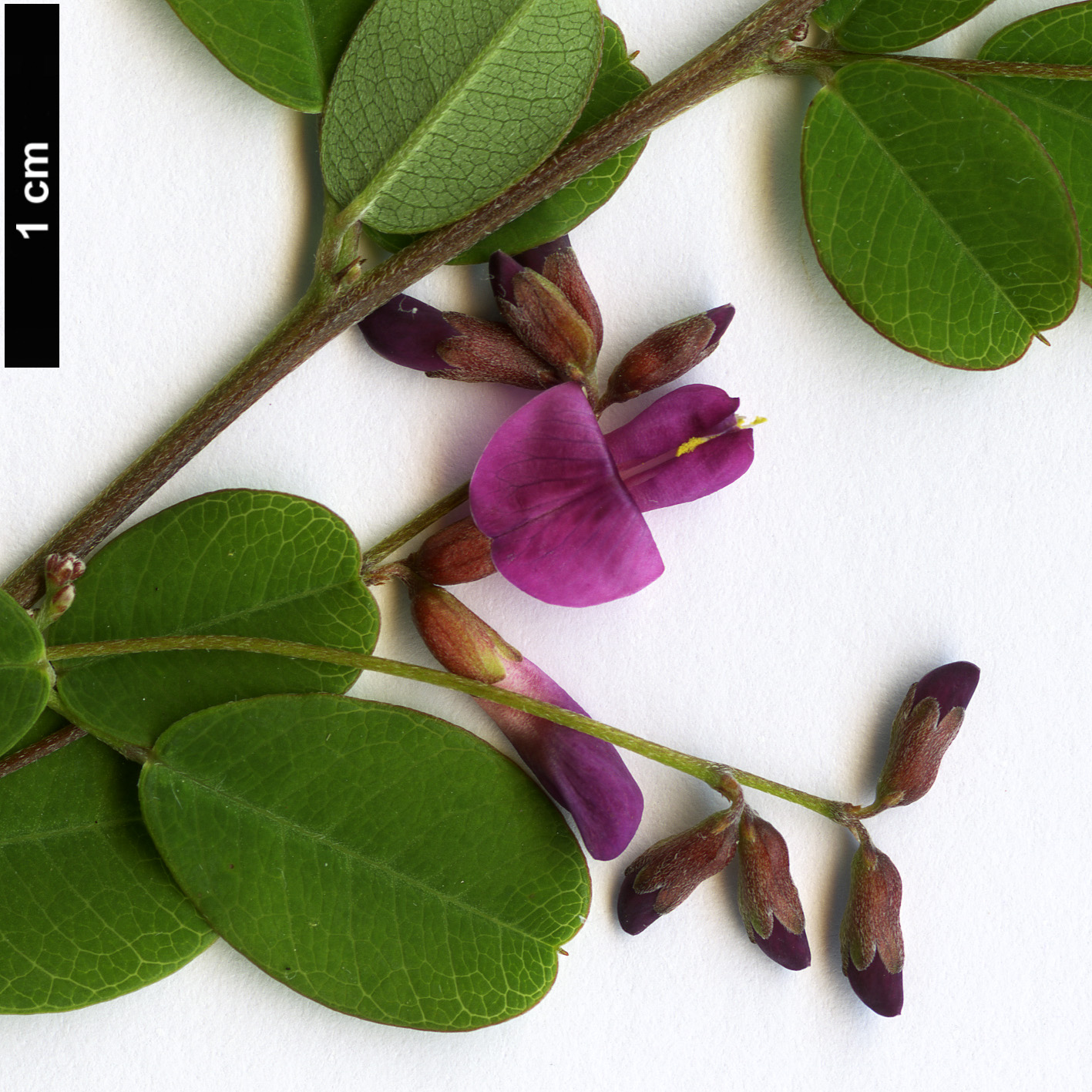 High resolution image: Family: Fabaceae - Genus: Lespedeza - Taxon: bicolor - SpeciesSub: ’Yakushima’