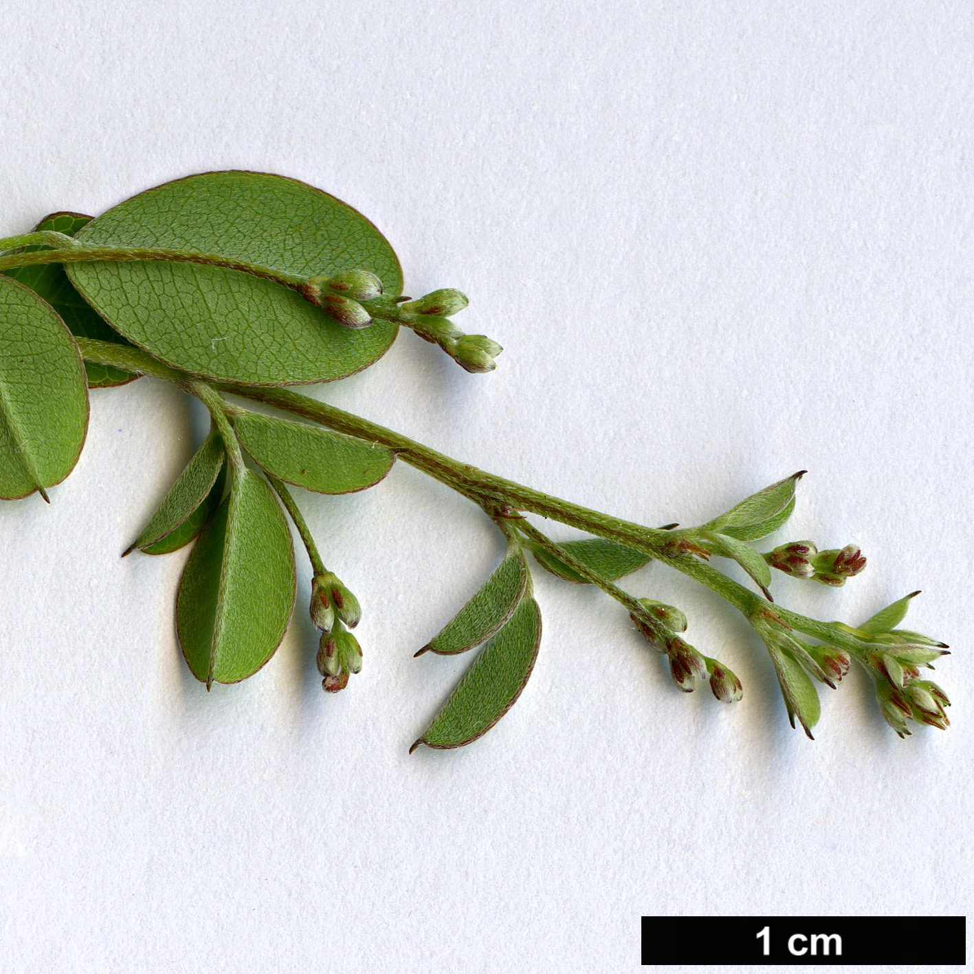 High resolution image: Family: Fabaceae - Genus: Lespedeza - Taxon: bicolor - SpeciesSub: ’Yakushima’