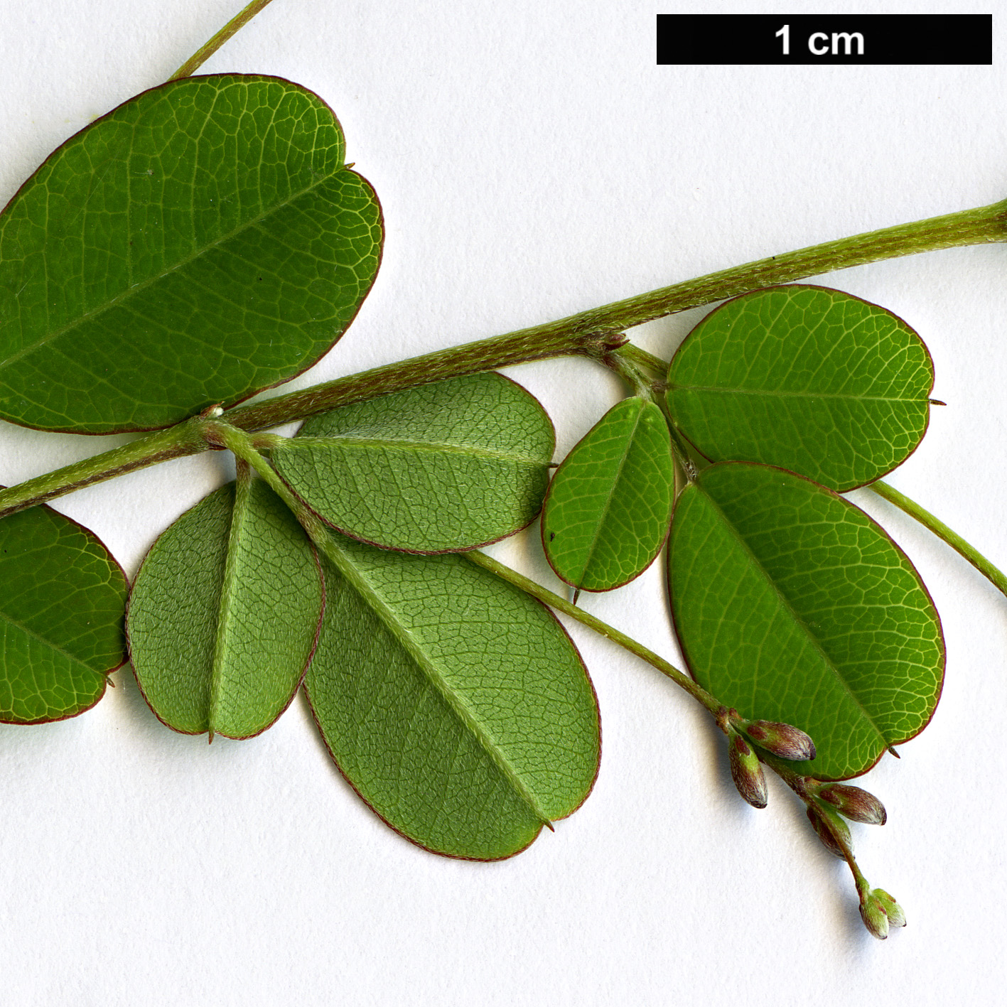 High resolution image: Family: Fabaceae - Genus: Lespedeza - Taxon: bicolor - SpeciesSub: ’Yakushima’