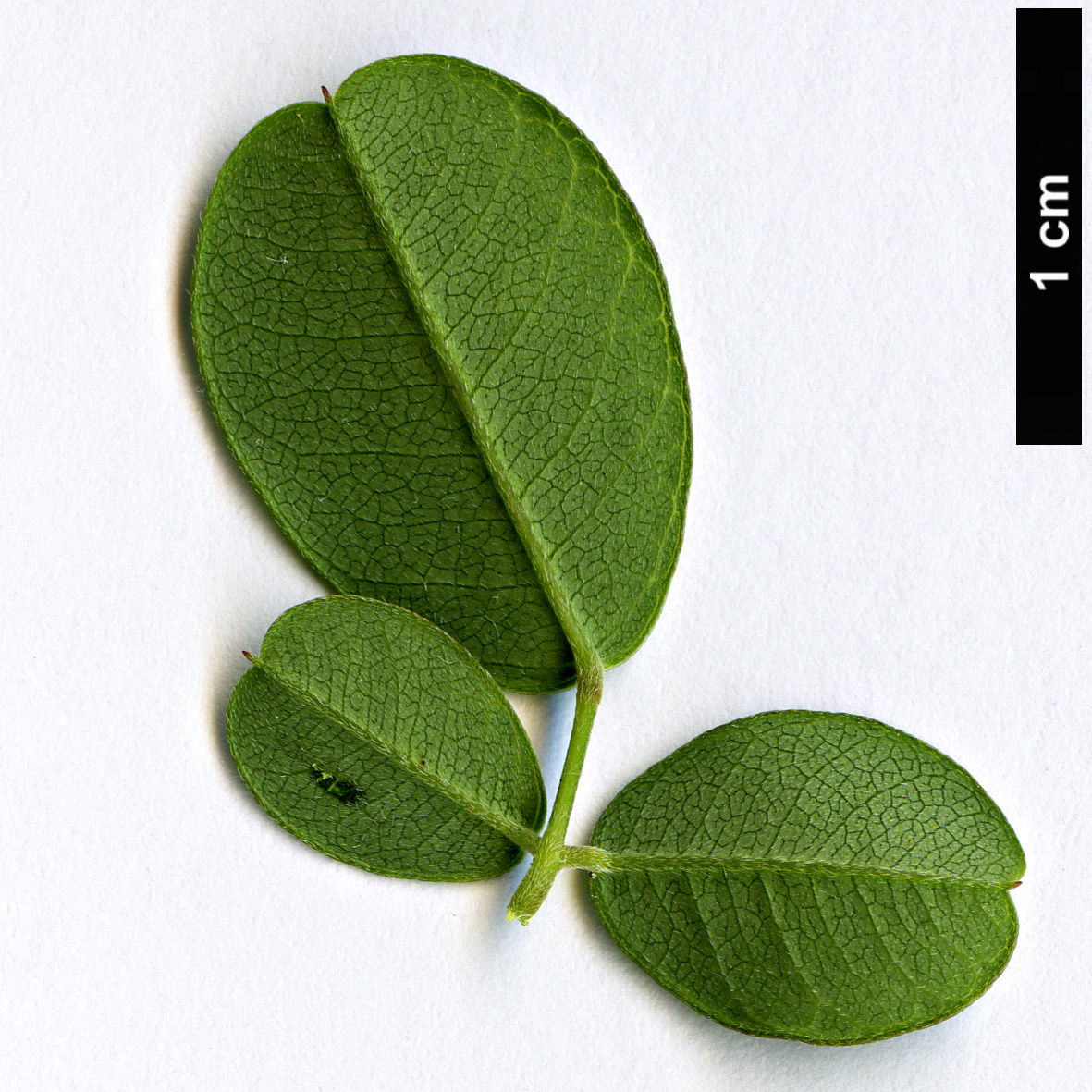 High resolution image: Family: Fabaceae - Genus: Lespedeza - Taxon: bicolor - SpeciesSub: ’Yakushima’