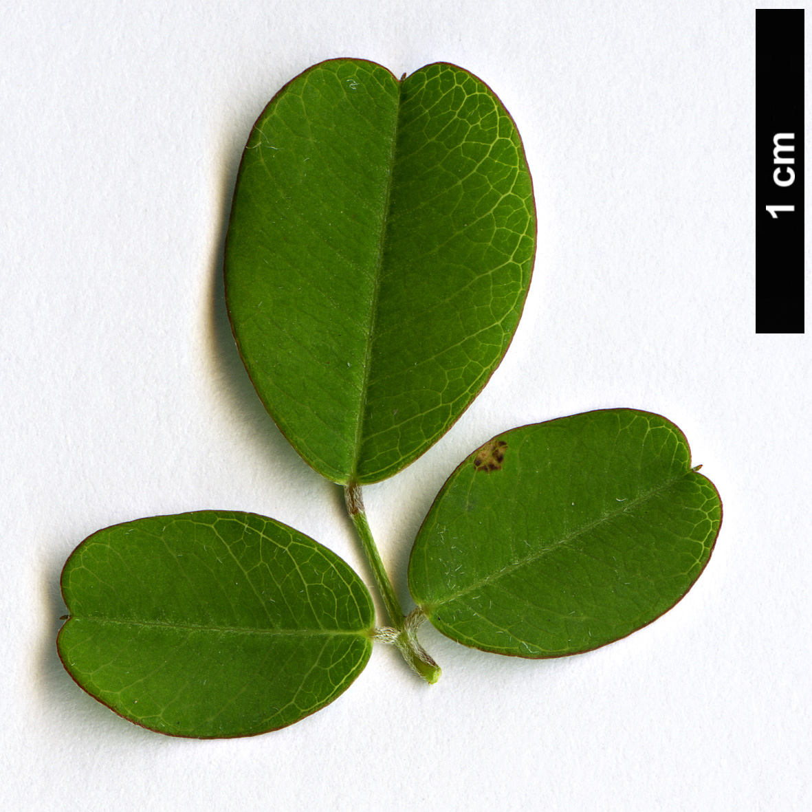 High resolution image: Family: Fabaceae - Genus: Lespedeza - Taxon: bicolor - SpeciesSub: ’Yakushima’