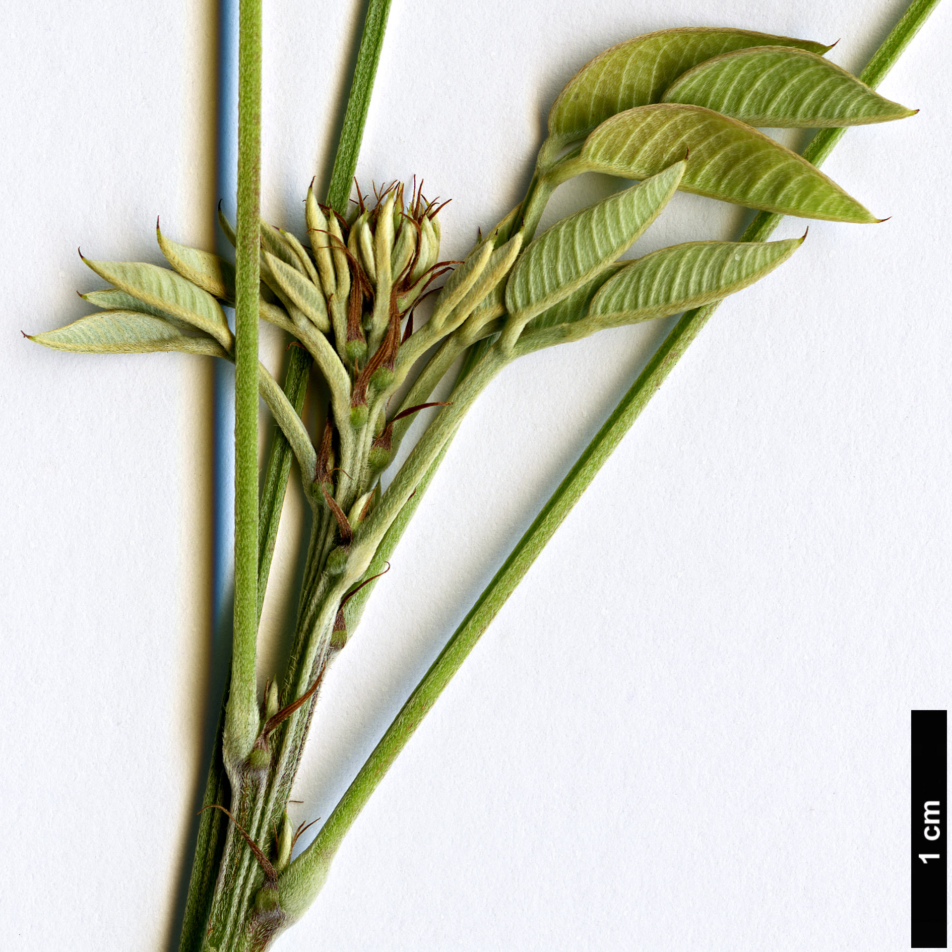 High resolution image: Family: Fabaceae - Genus: Lespedeza - Taxon: thunbergii