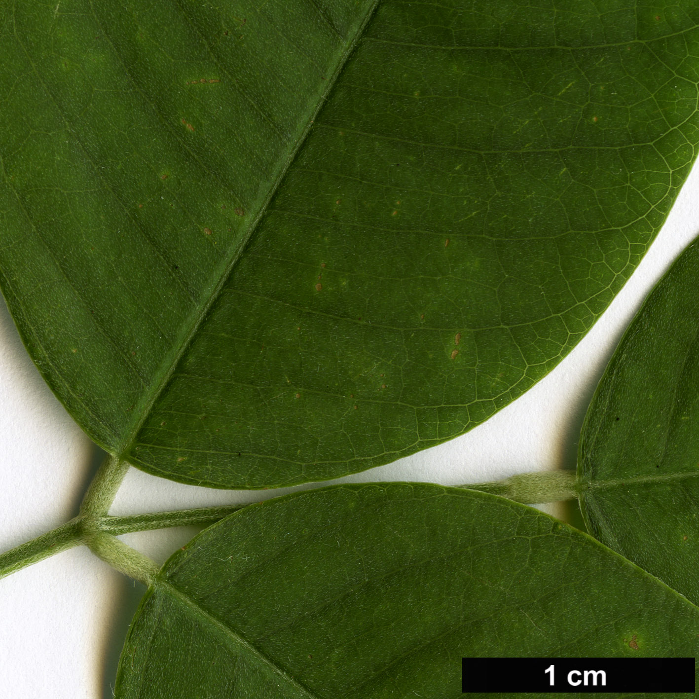 High resolution image: Family: Fabaceae - Genus: Lespedeza - Taxon: thunbergii