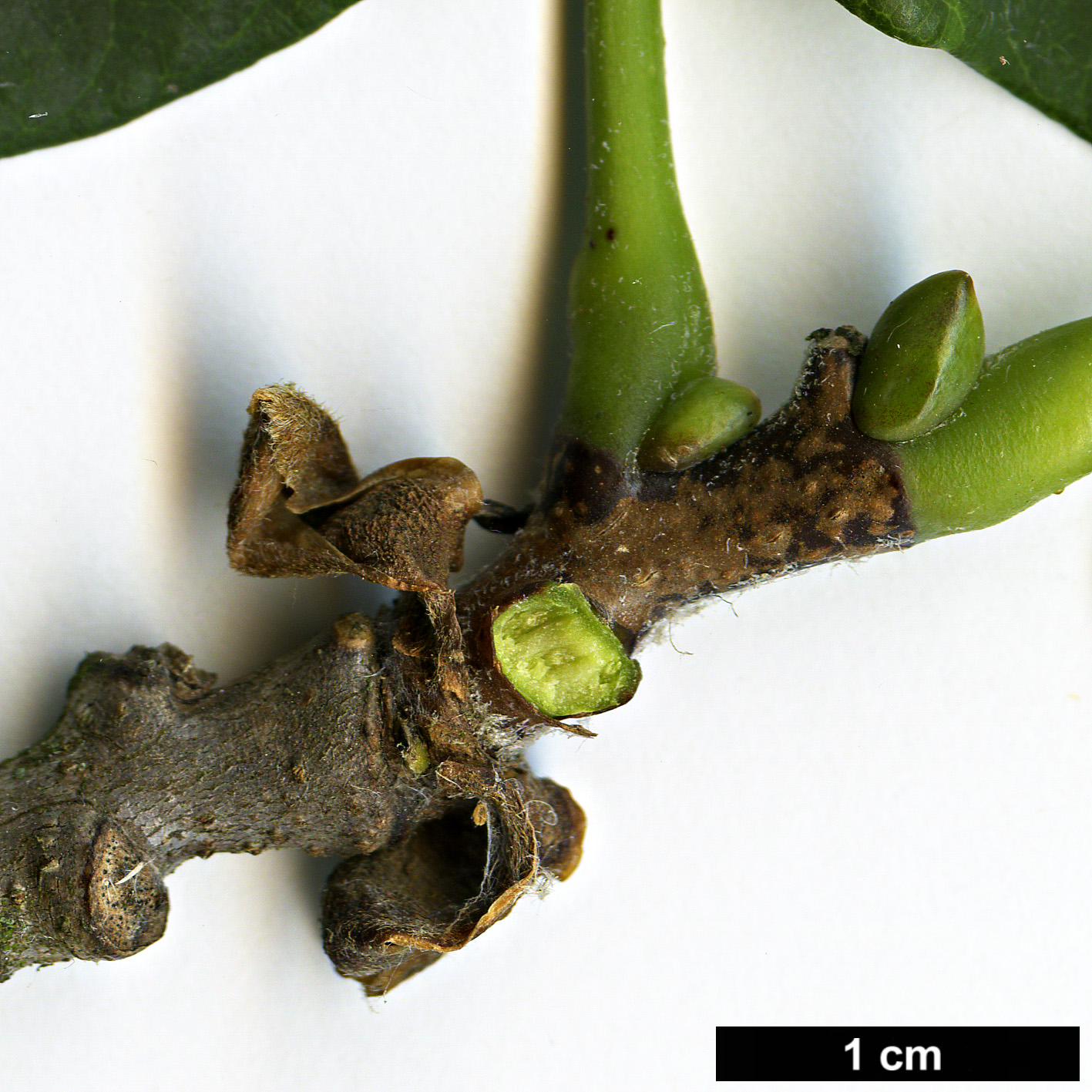 High resolution image: Family: Fabaceae - Genus: Maackia - Taxon: amurensis