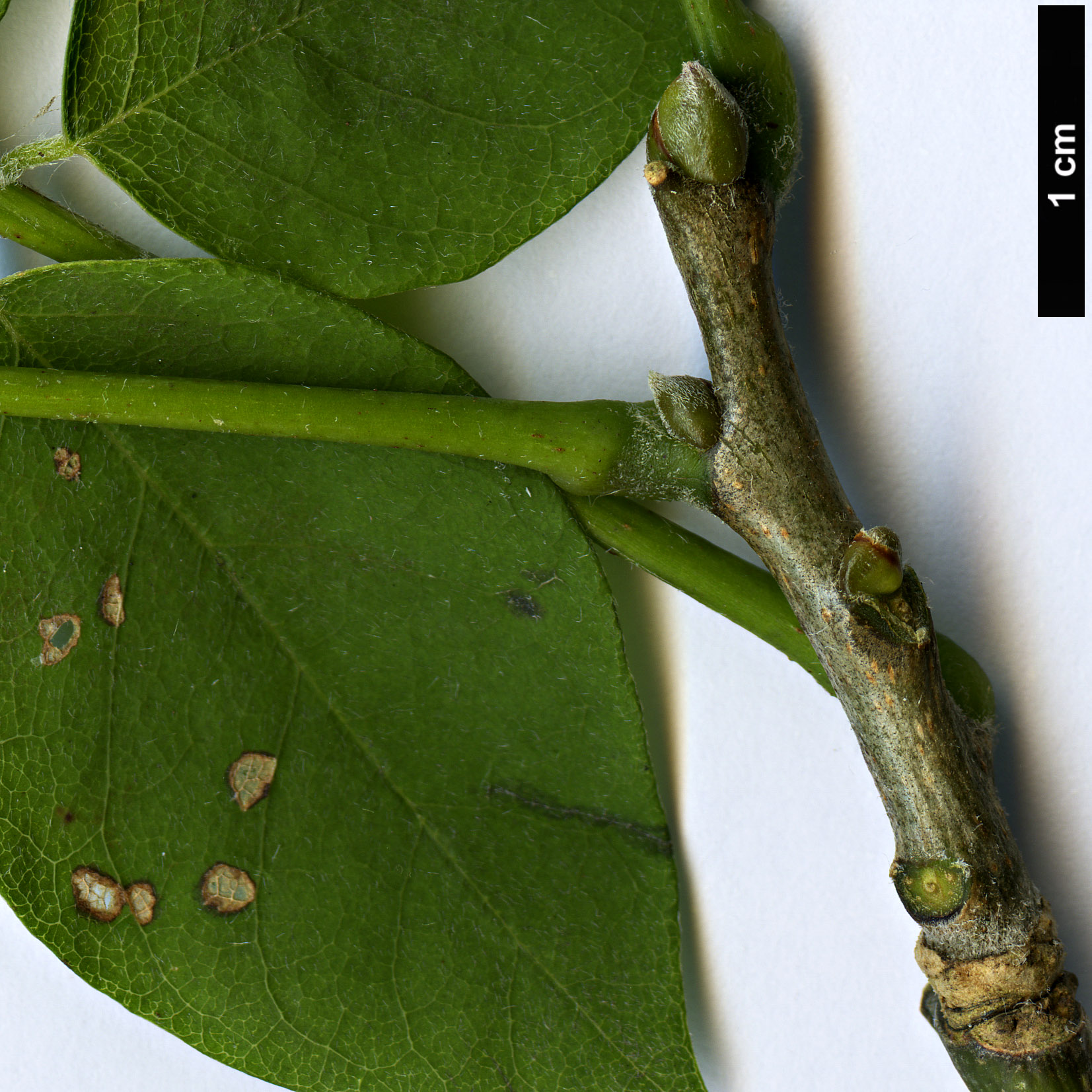 High resolution image: Family: Fabaceae - Genus: Maackia - Taxon: hupehensis