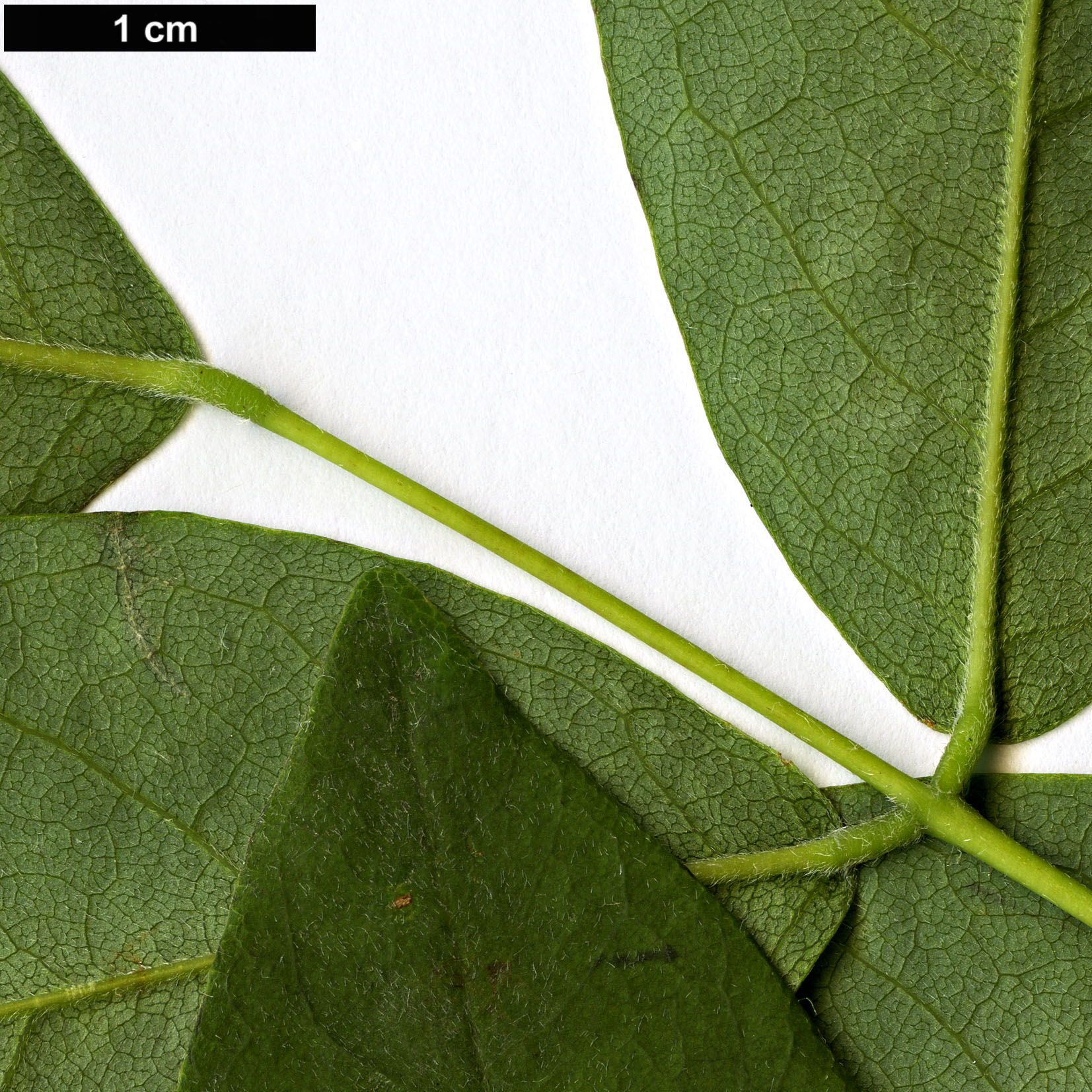 High resolution image: Family: Fabaceae - Genus: Maackia - Taxon: hupehensis