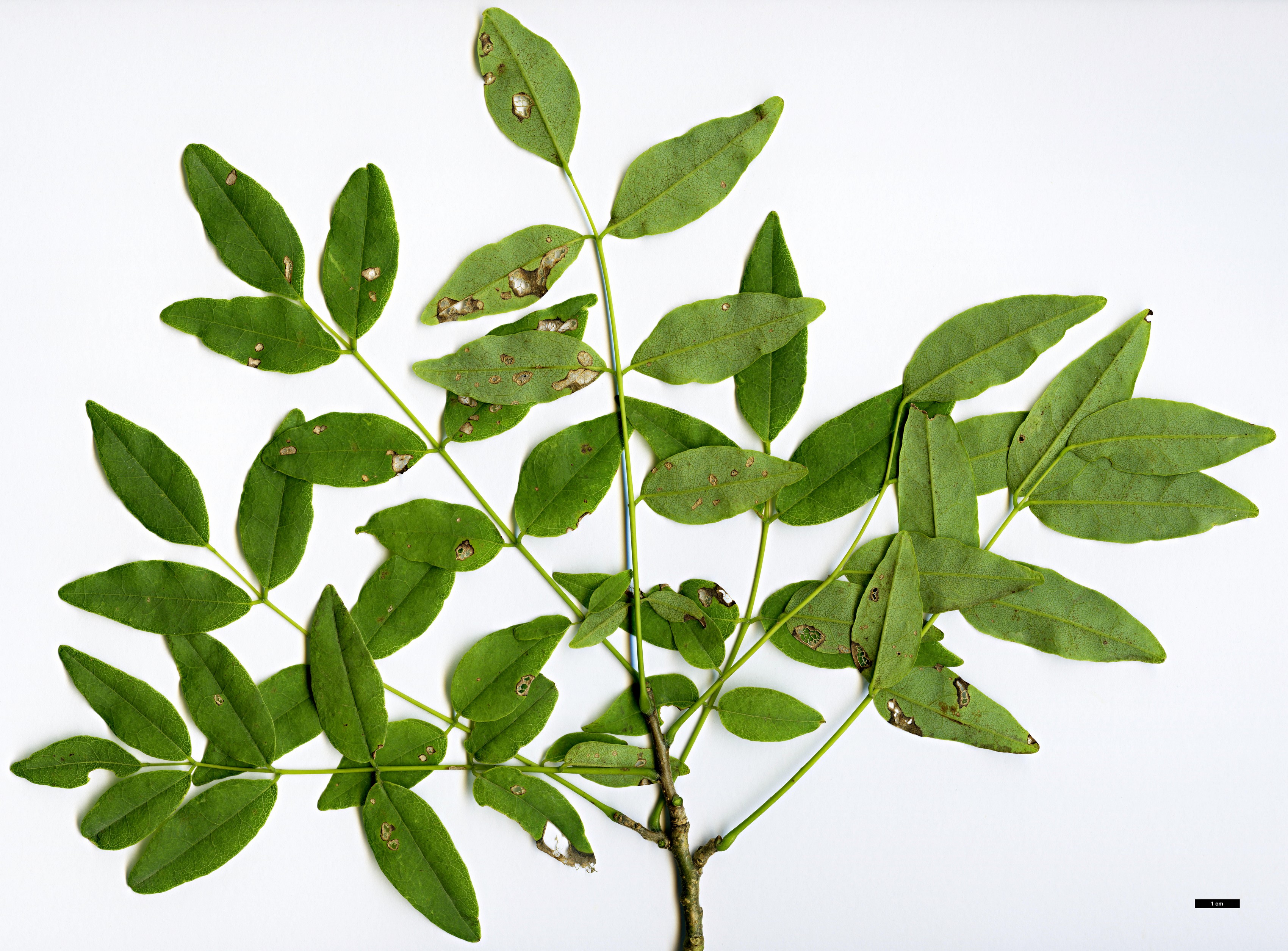 High resolution image: Family: Fabaceae - Genus: Maackia - Taxon: taiwanensis