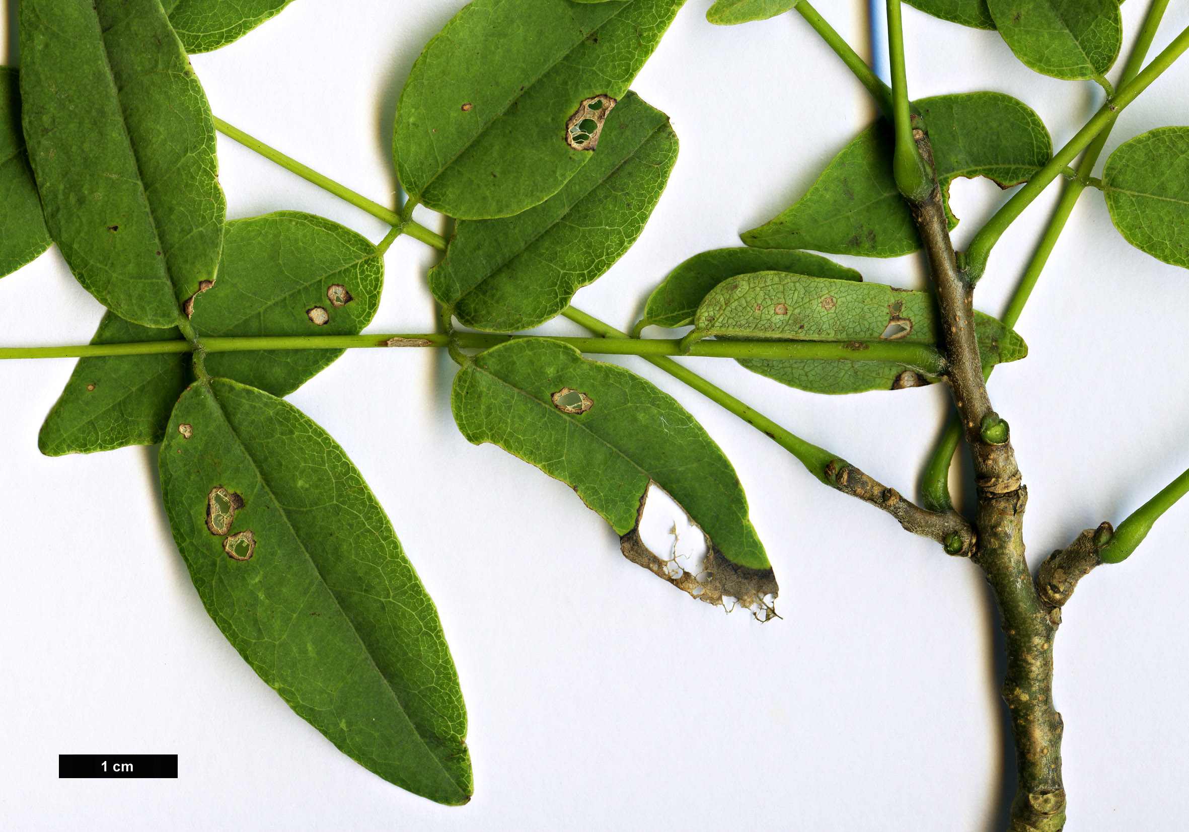 High resolution image: Family: Fabaceae - Genus: Maackia - Taxon: taiwanensis