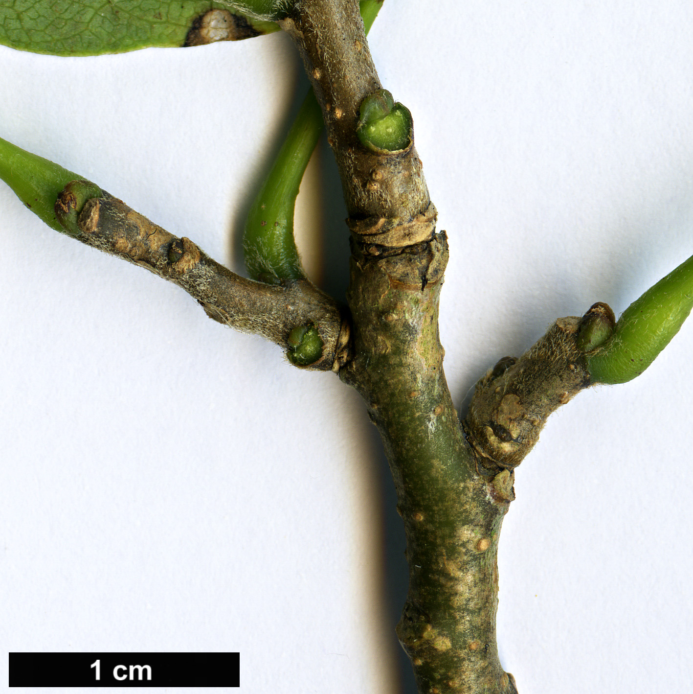 High resolution image: Family: Fabaceae - Genus: Maackia - Taxon: taiwanensis