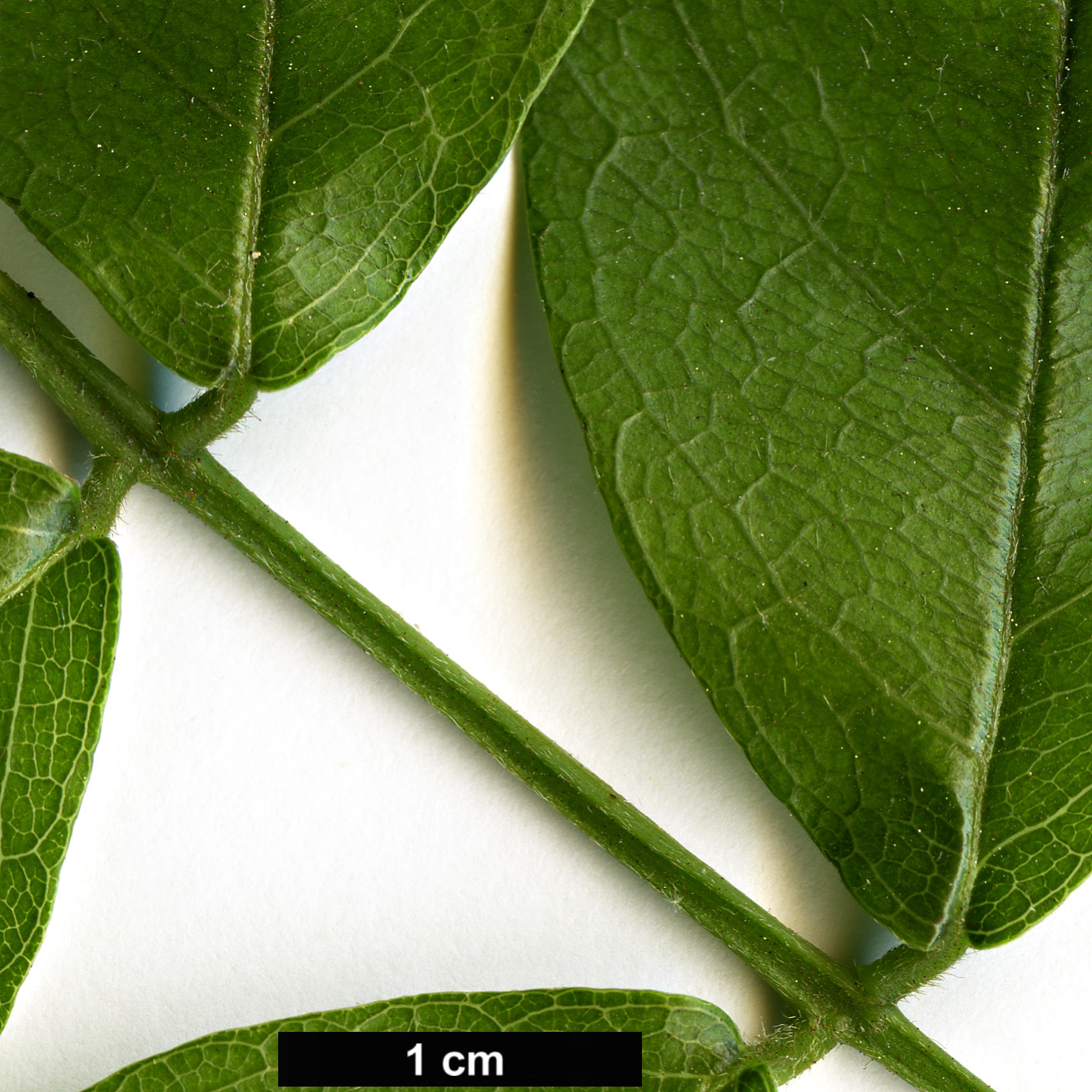 High resolution image: Family: Fabaceae - Genus: Millettia - Taxon: reticulata