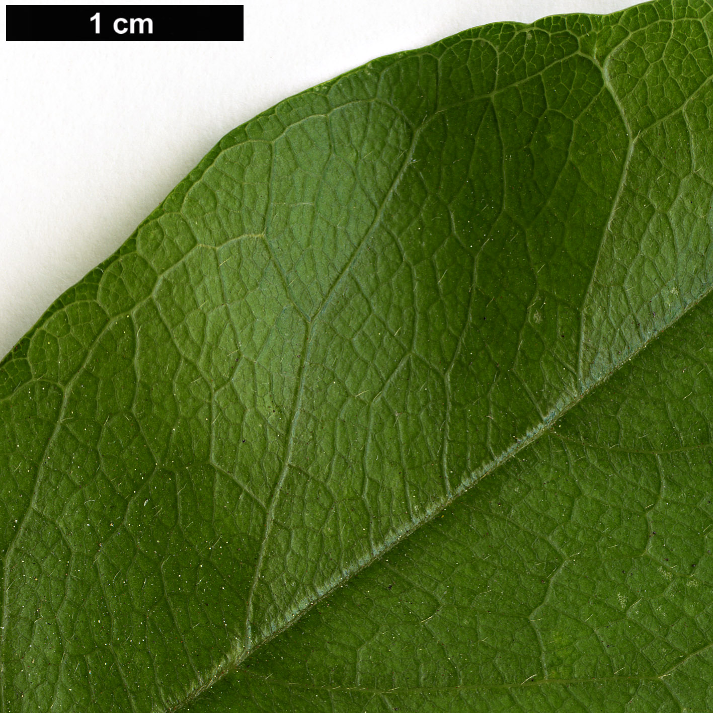 High resolution image: Family: Fabaceae - Genus: Millettia - Taxon: reticulata
