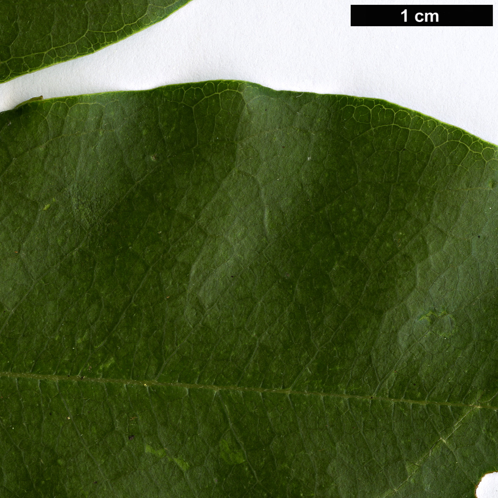 High resolution image: Family: Fabaceae - Genus: Ormosia - Taxon: hosiei
