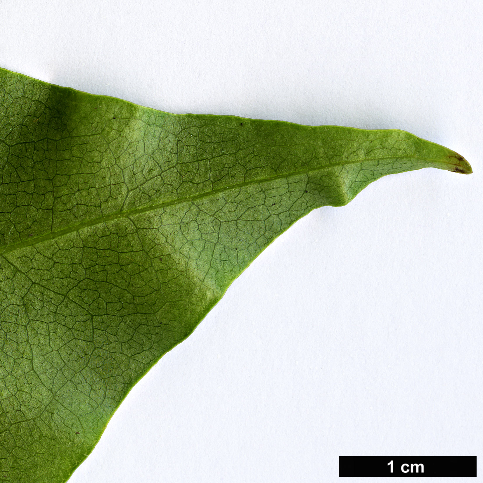 High resolution image: Family: Fabaceae - Genus: Ormosia - Taxon: hosiei