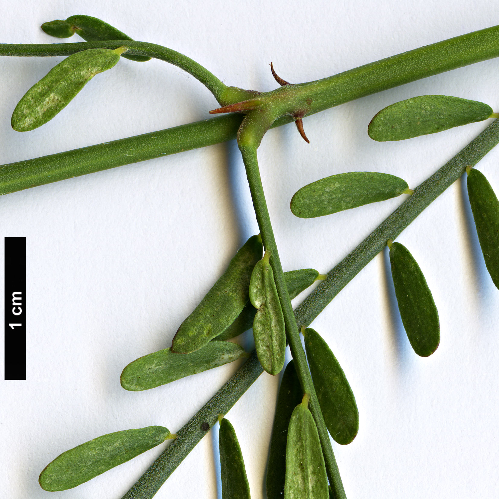 High resolution image: Family: Fabaceae - Genus: Parkinsonia - Taxon: aculeata