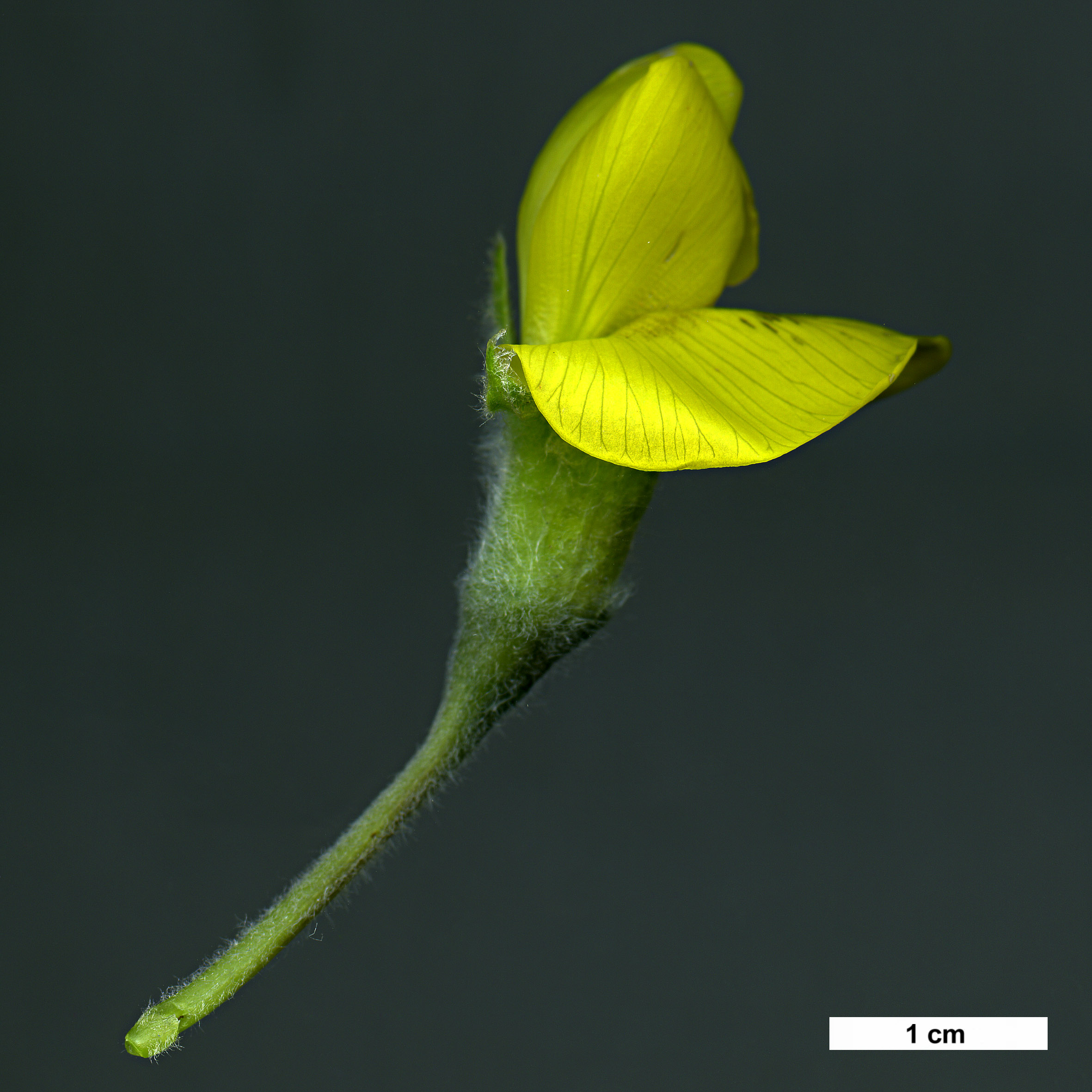 High resolution image: Family: Fabaceae - Genus: Piptanthus - Taxon: nepalensis