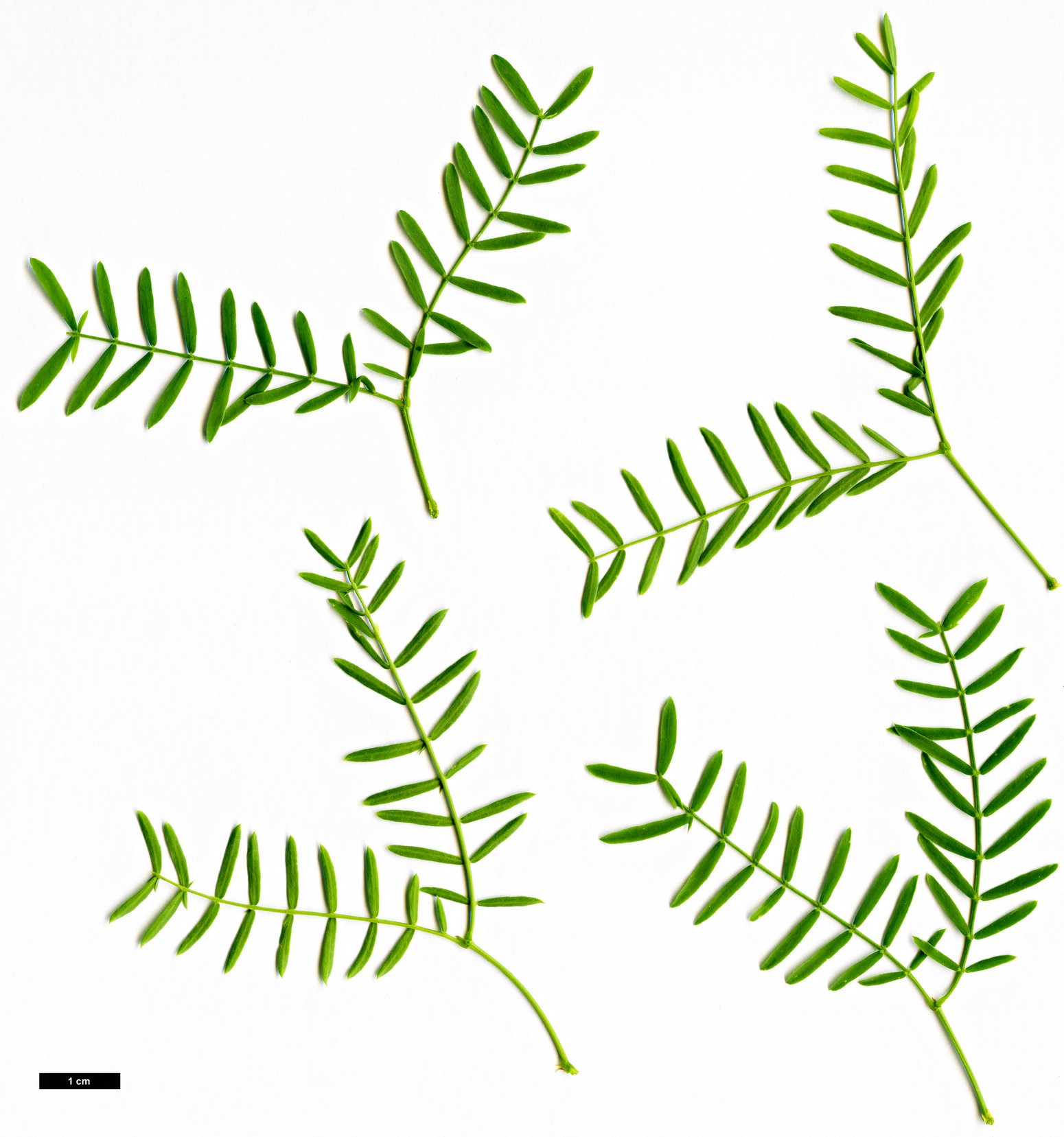 High resolution image: Family: Fabaceae - Genus: Prosopis - Taxon: glandulosa