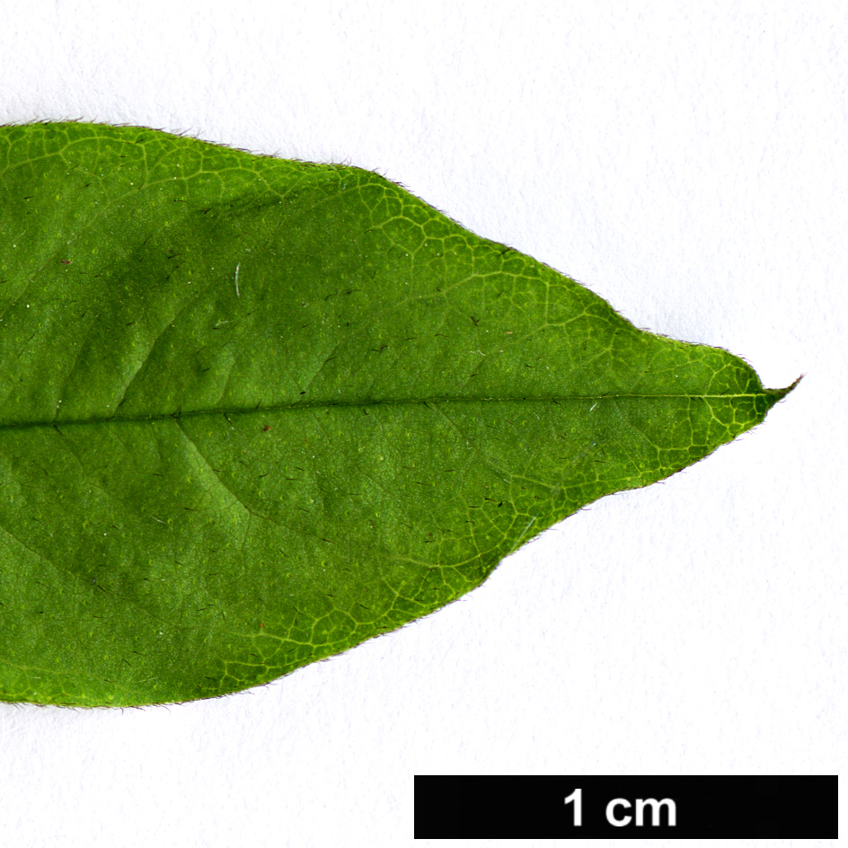 High resolution image: Family: Fabaceae - Genus: Psoralea - Taxon: glandulosa