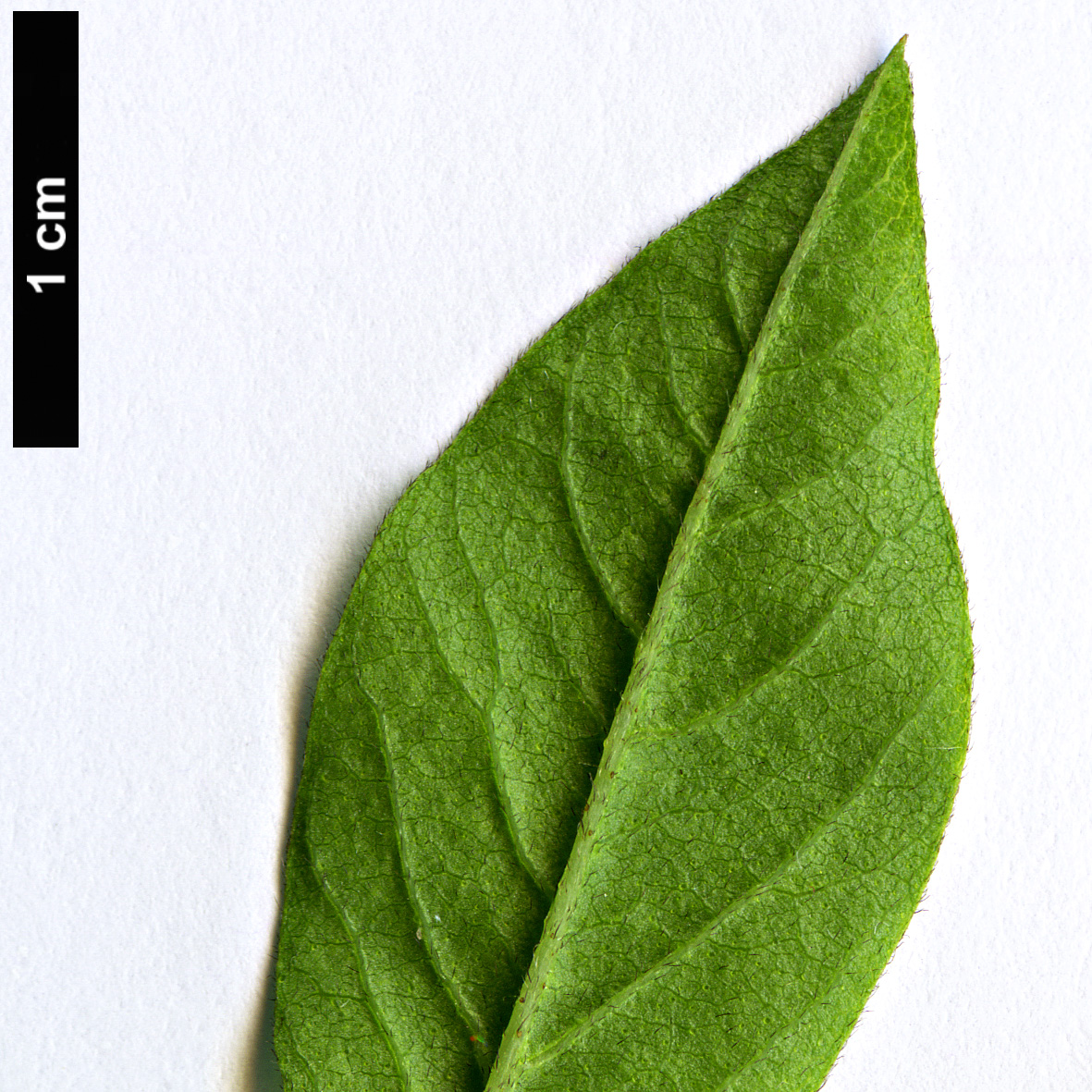 High resolution image: Family: Fabaceae - Genus: Psoralea - Taxon: glandulosa