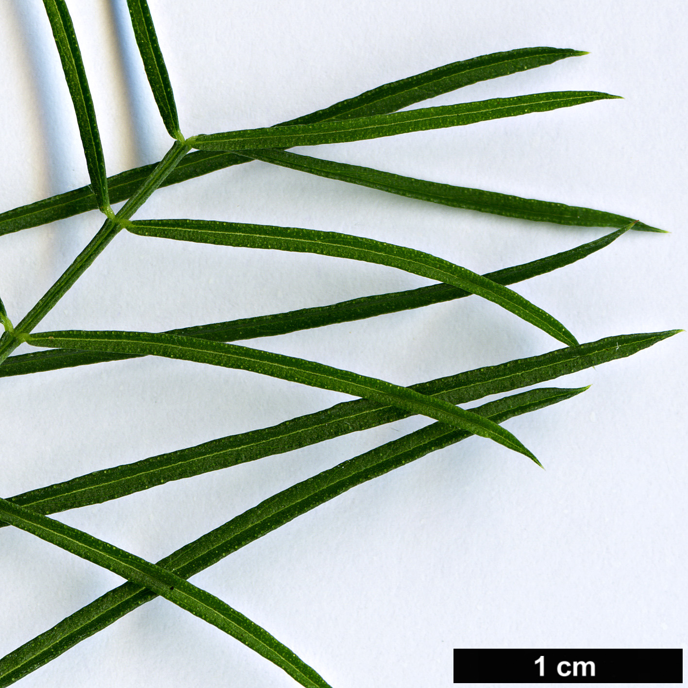 High resolution image: Family: Fabaceae - Genus: Psoralea - Taxon: pinnata