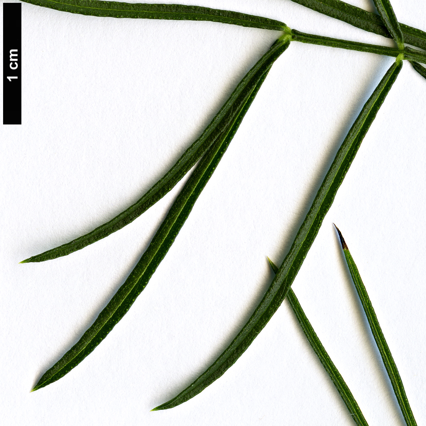High resolution image: Family: Fabaceae - Genus: Psoralea - Taxon: pinnata