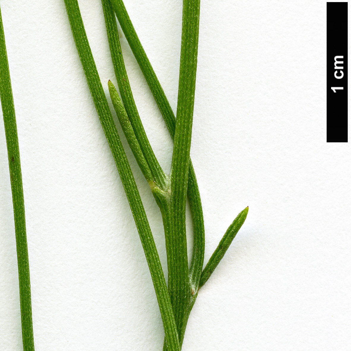 High resolution image: Family: Fabaceae - Genus: Retama - Taxon: monosperma