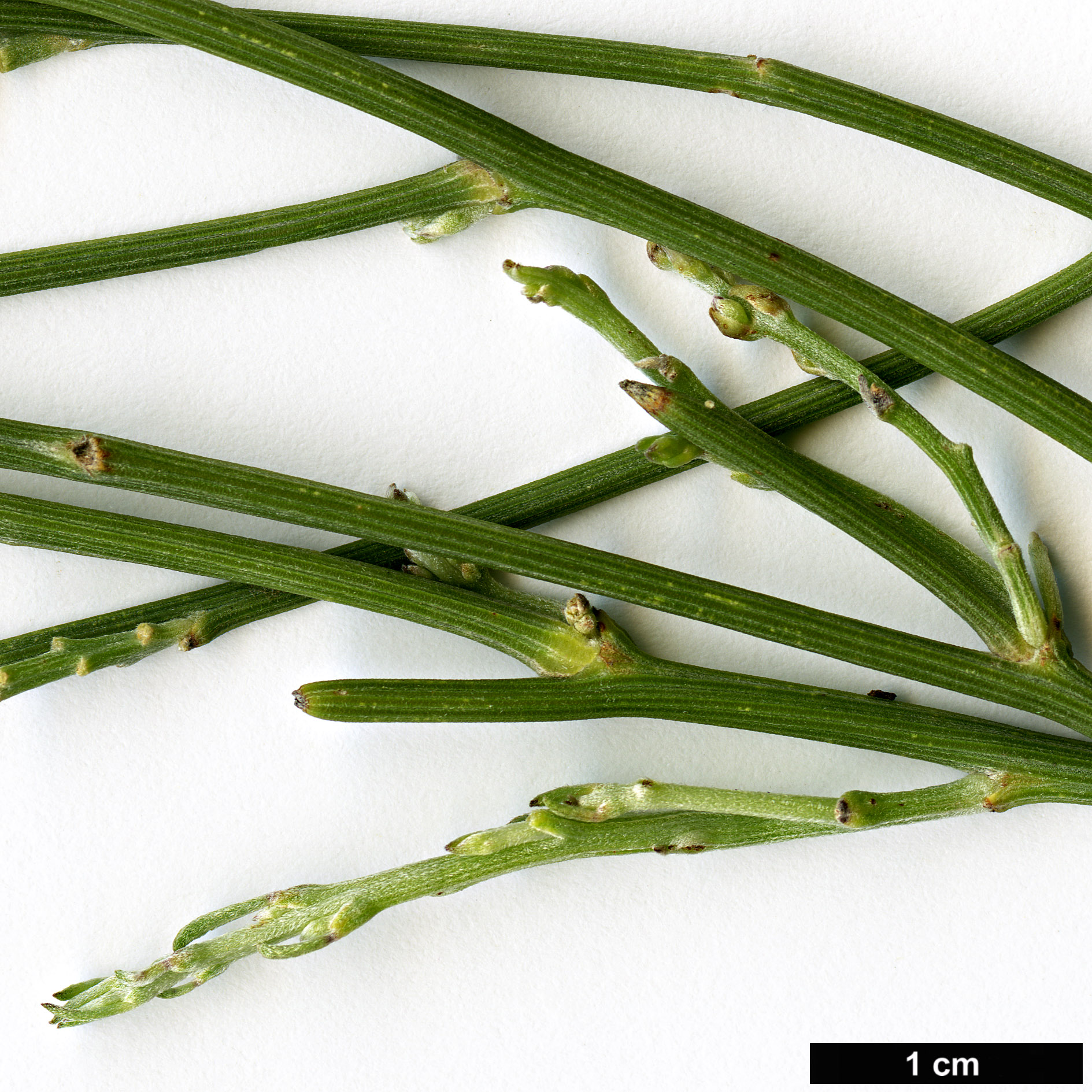 High resolution image: Family: Fabaceae - Genus: Retama - Taxon: monosperma