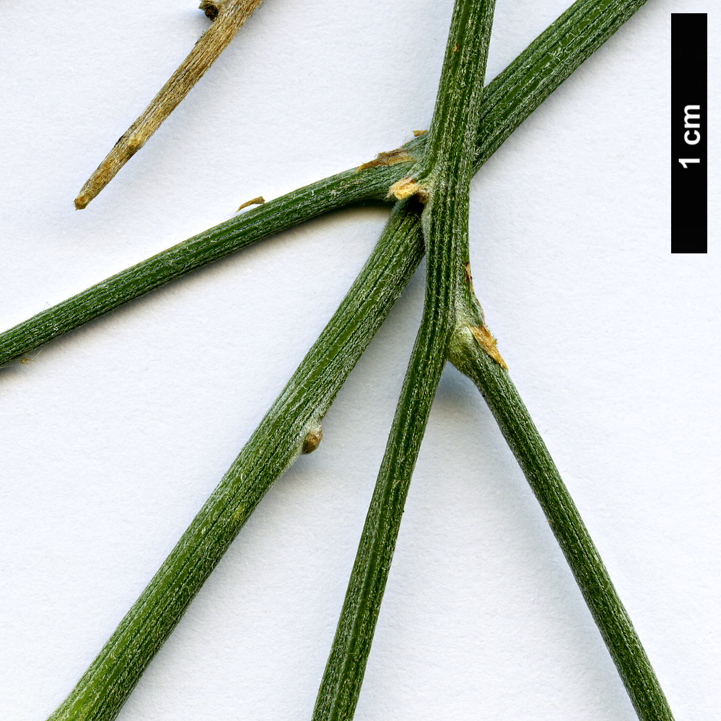 High resolution image: Family: Fabaceae - Genus: Retama - Taxon: raetam