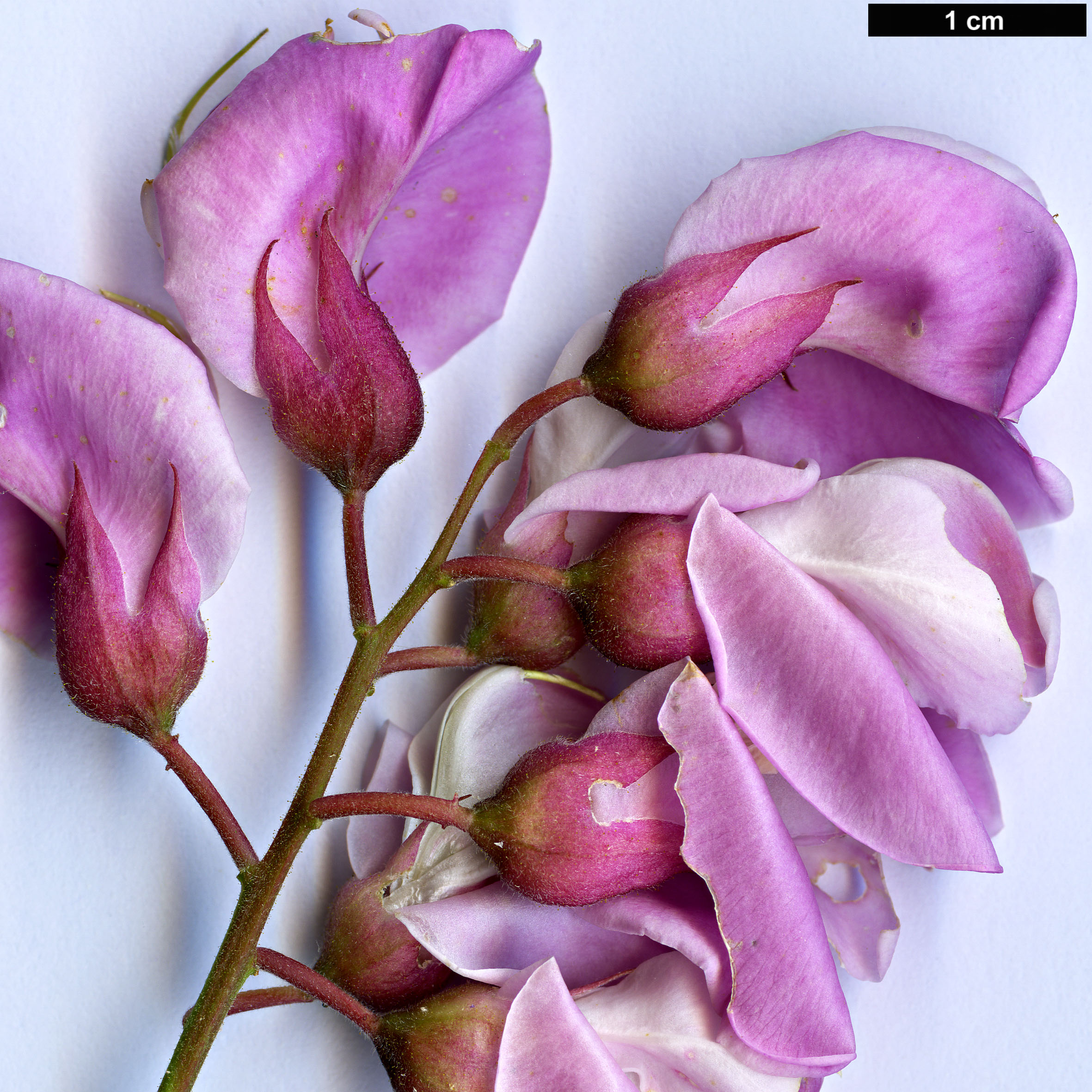 High resolution image: Family: Fabaceae - Genus: Robinia - Taxon: kelseyi