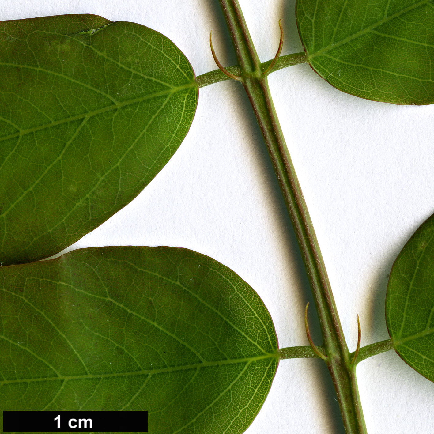 High resolution image: Family: Fabaceae - Genus: Robinia - Taxon: kelseyi