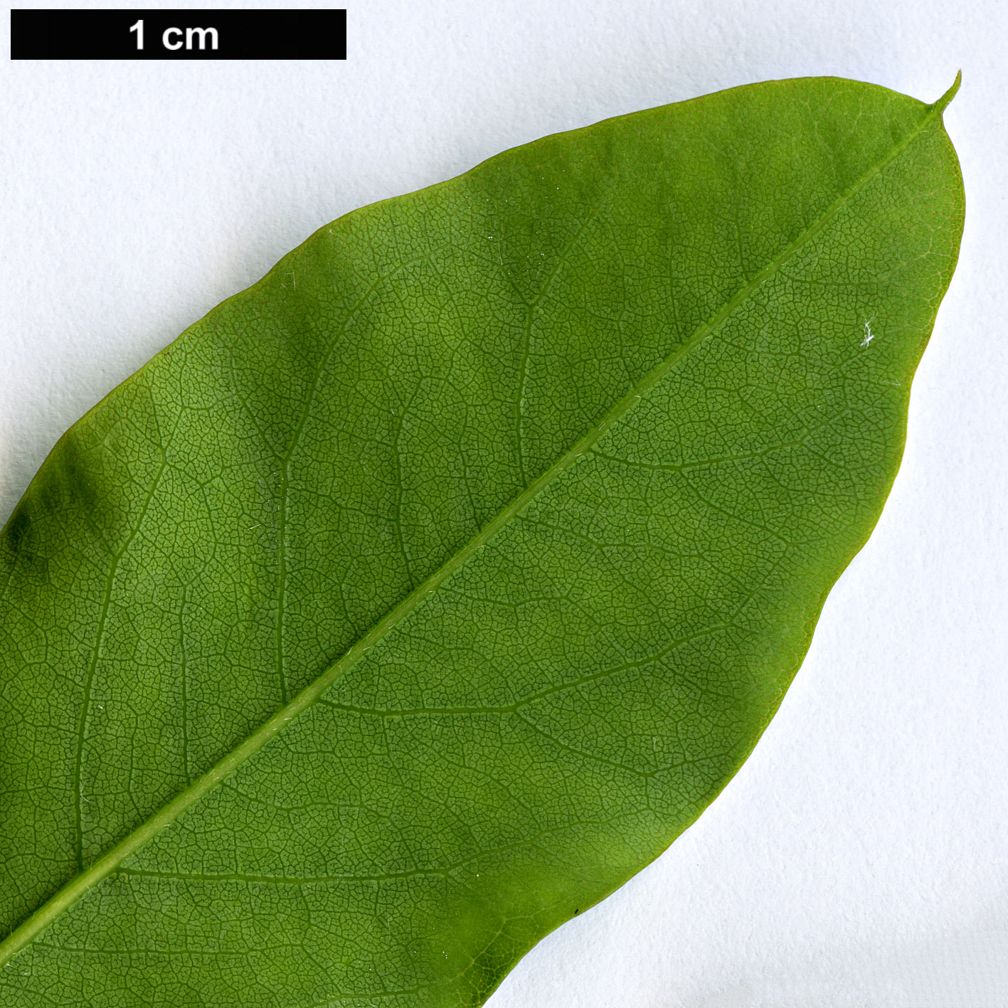 High resolution image: Family: Fabaceae - Genus: Robinia - Taxon: kelseyi