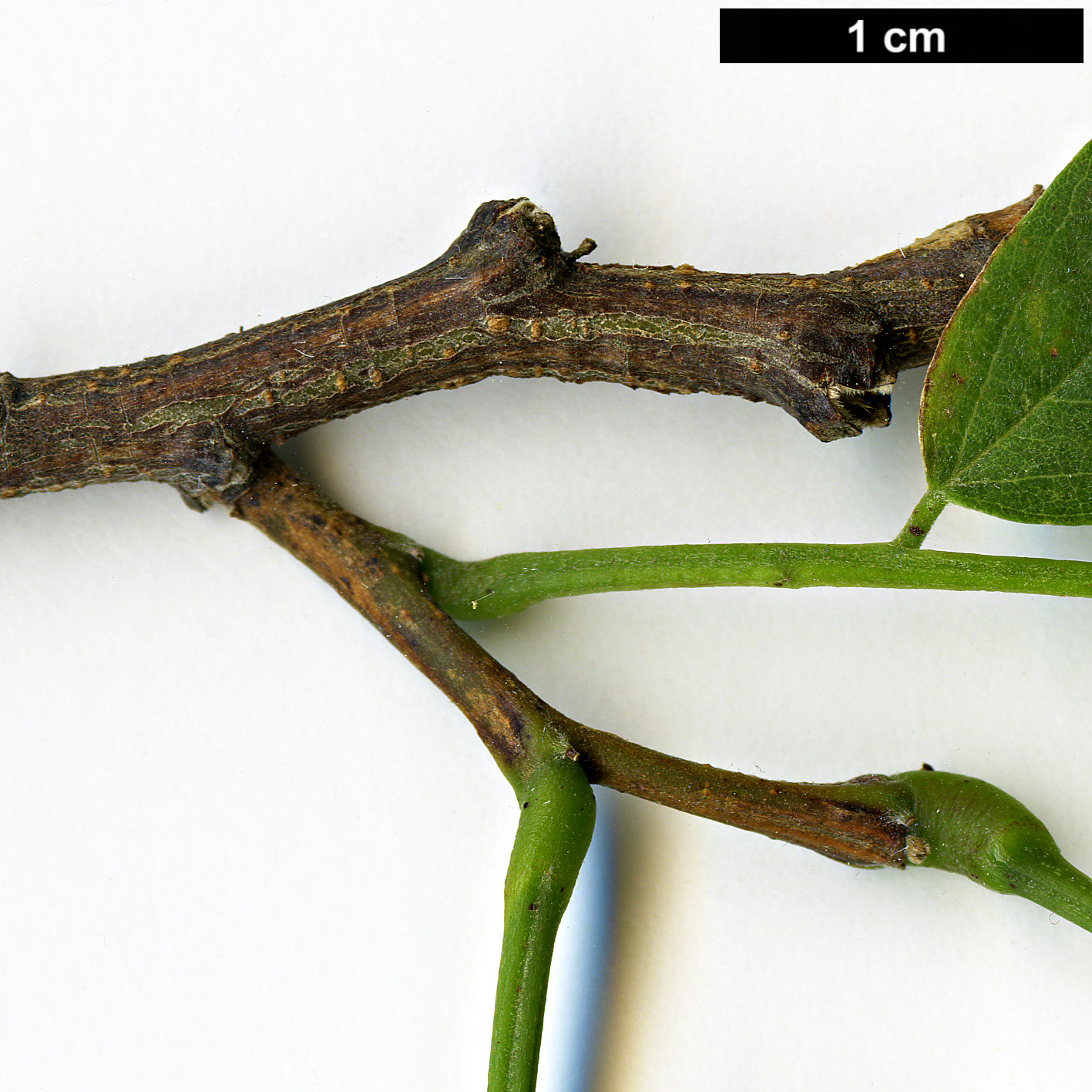 High resolution image: Family: Fabaceae - Genus: Robinia - Taxon: pseudoacacia