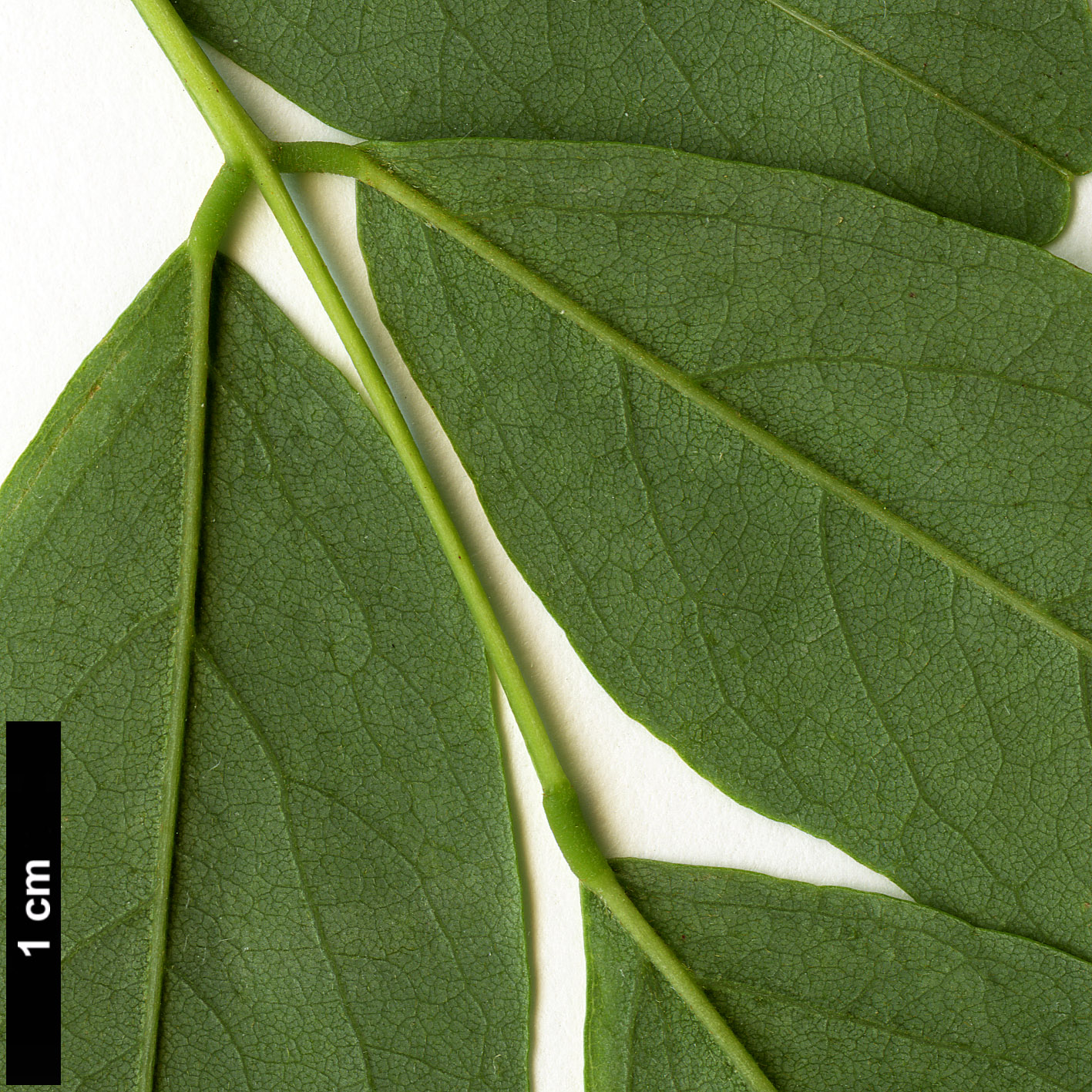 High resolution image: Family: Fabaceae - Genus: Robinia - Taxon: pseudoacacia