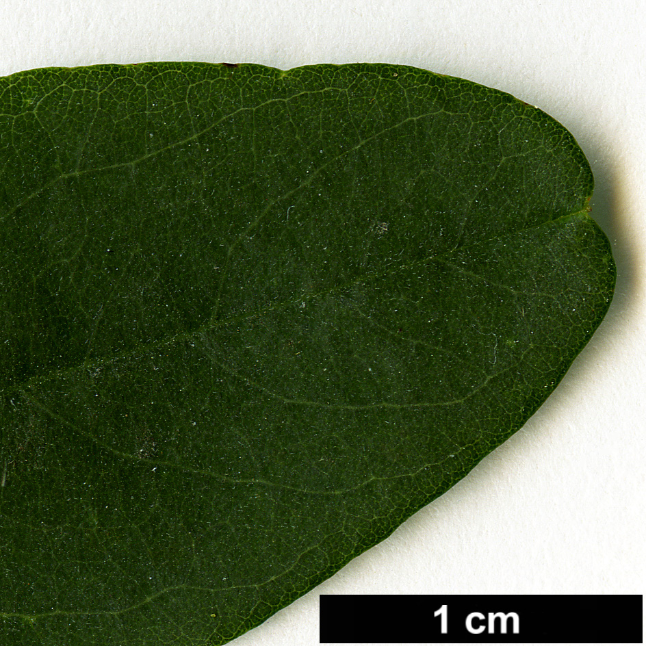 High resolution image: Family: Fabaceae - Genus: Robinia - Taxon: pseudoacacia