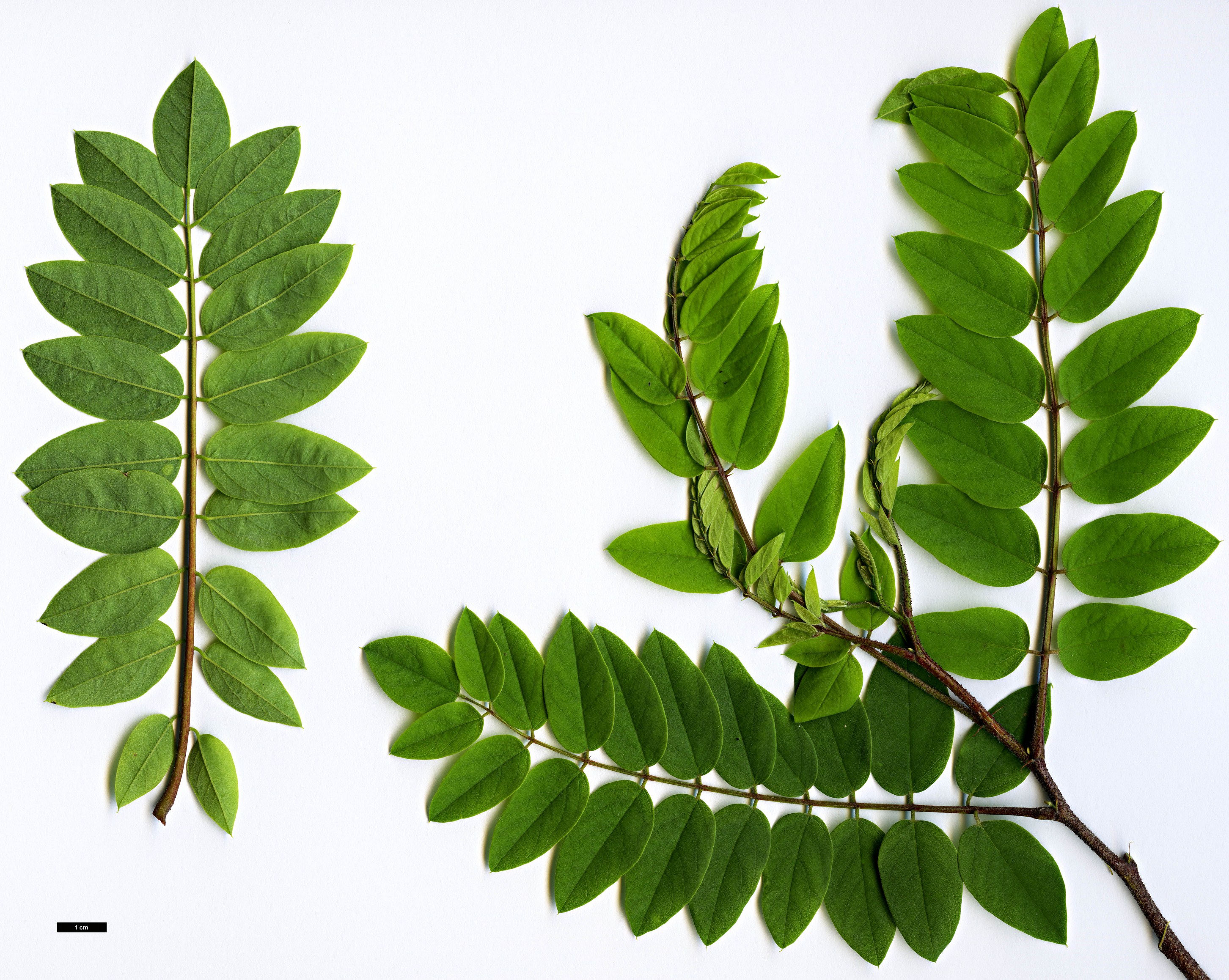 High resolution image: Family: Fabaceae - Genus: Robinia - Taxon: viscosa