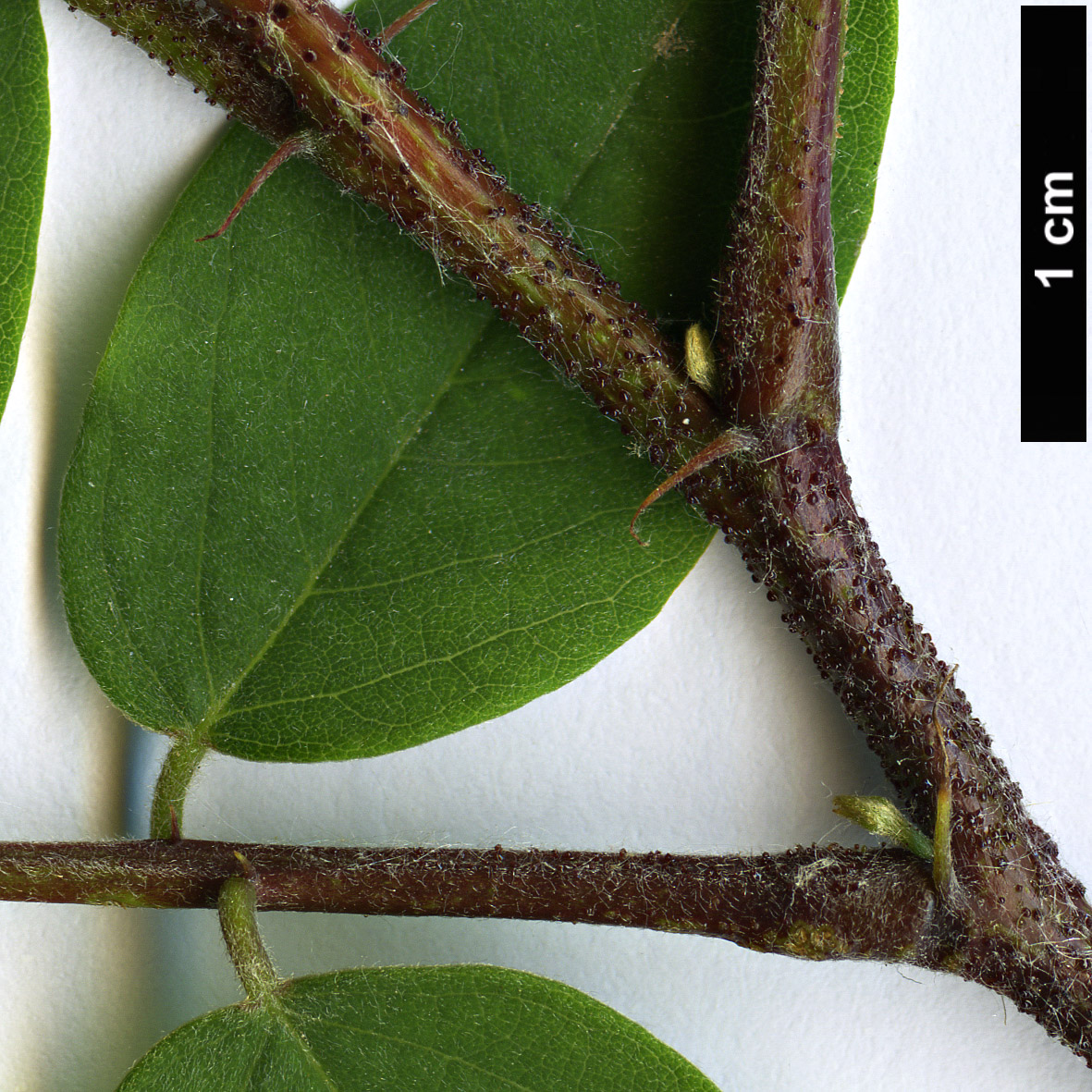High resolution image: Family: Fabaceae - Genus: Robinia - Taxon: viscosa