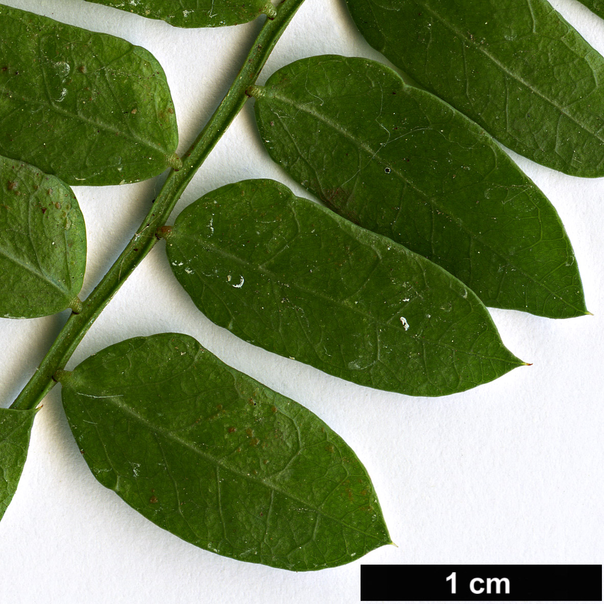High resolution image: Family: Fabaceae - Genus: Schotia - Taxon: afra