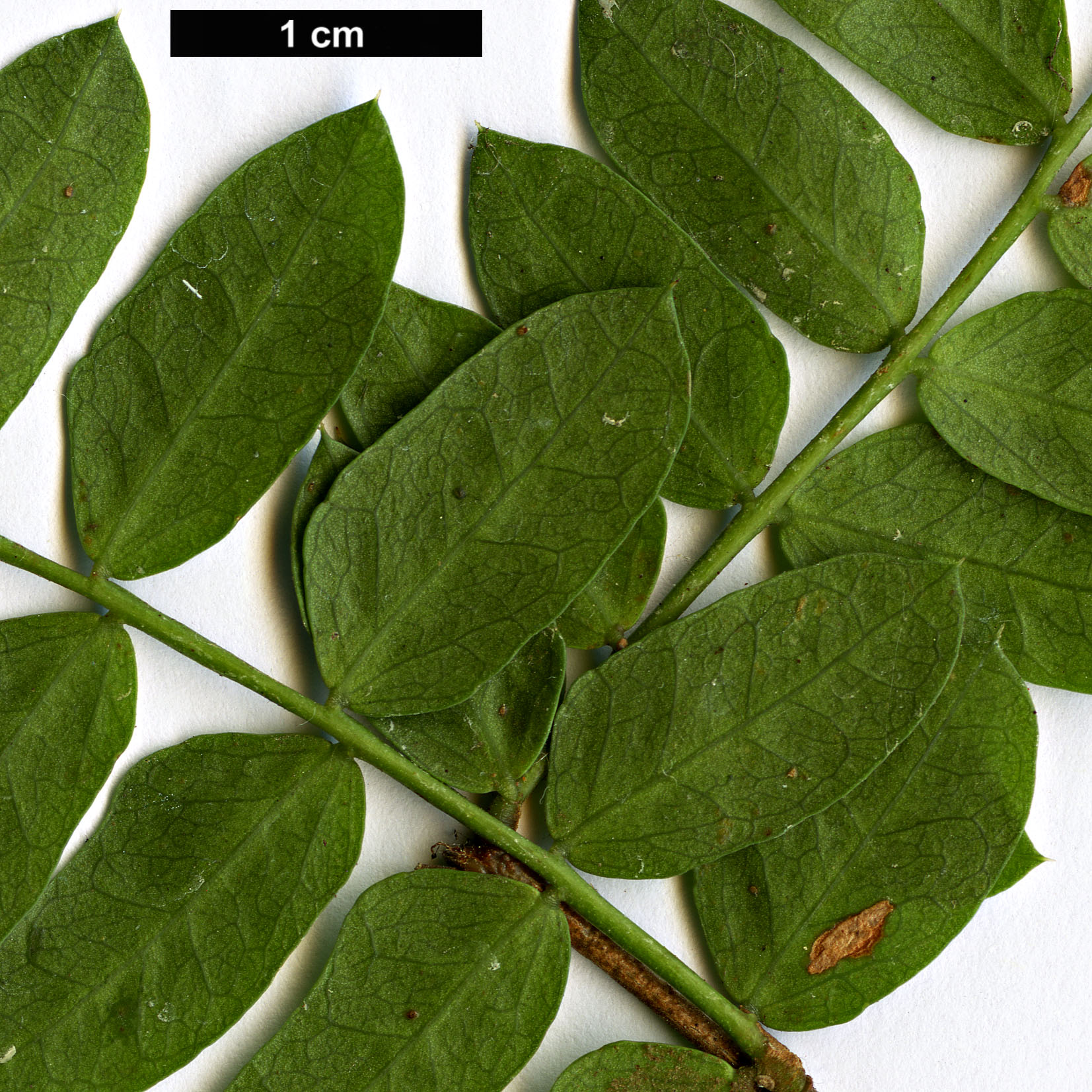 High resolution image: Family: Fabaceae - Genus: Schotia - Taxon: afra