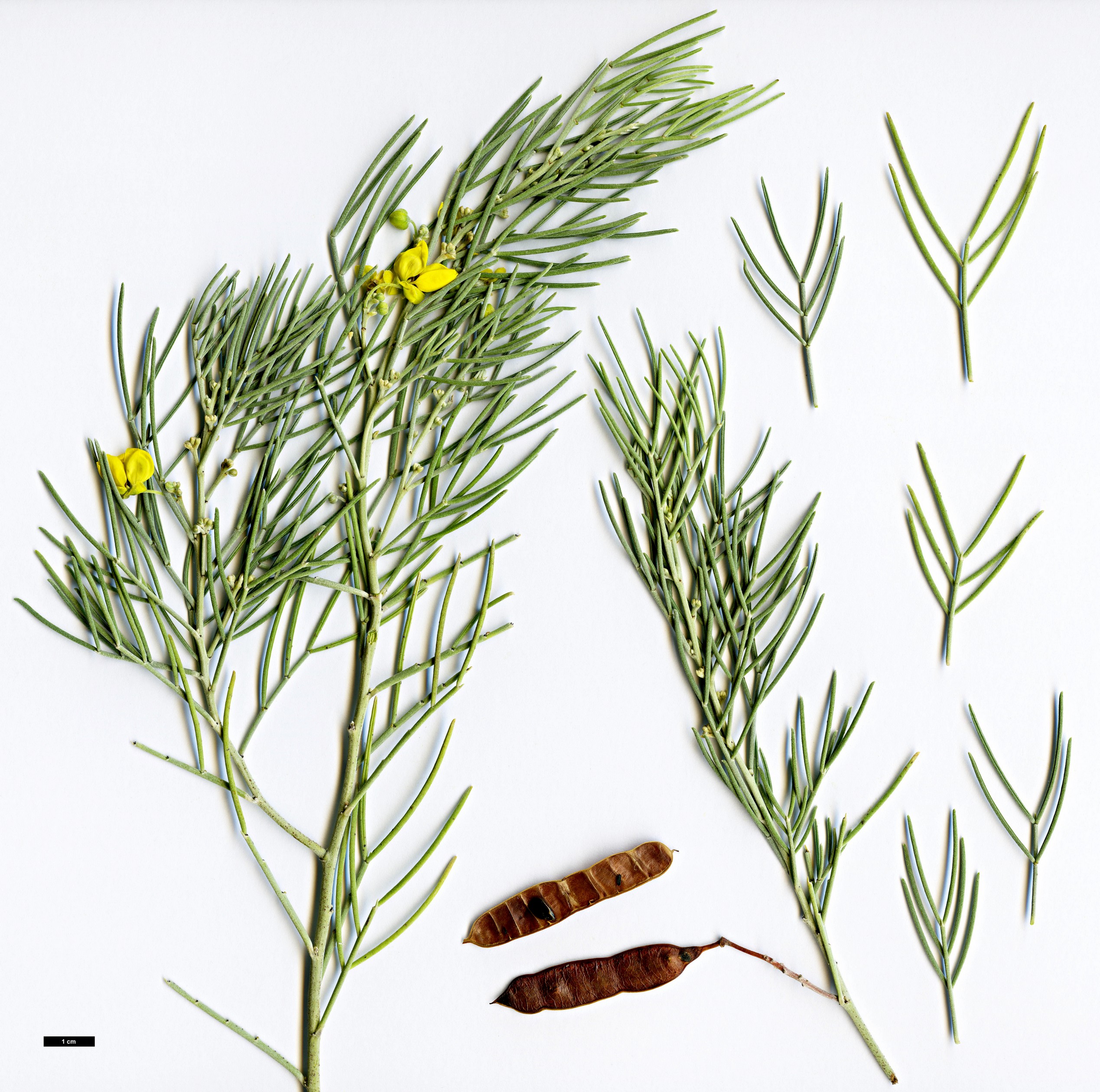 High resolution image: Family: Fabaceae - Genus: Senna - Taxon: artemisioides