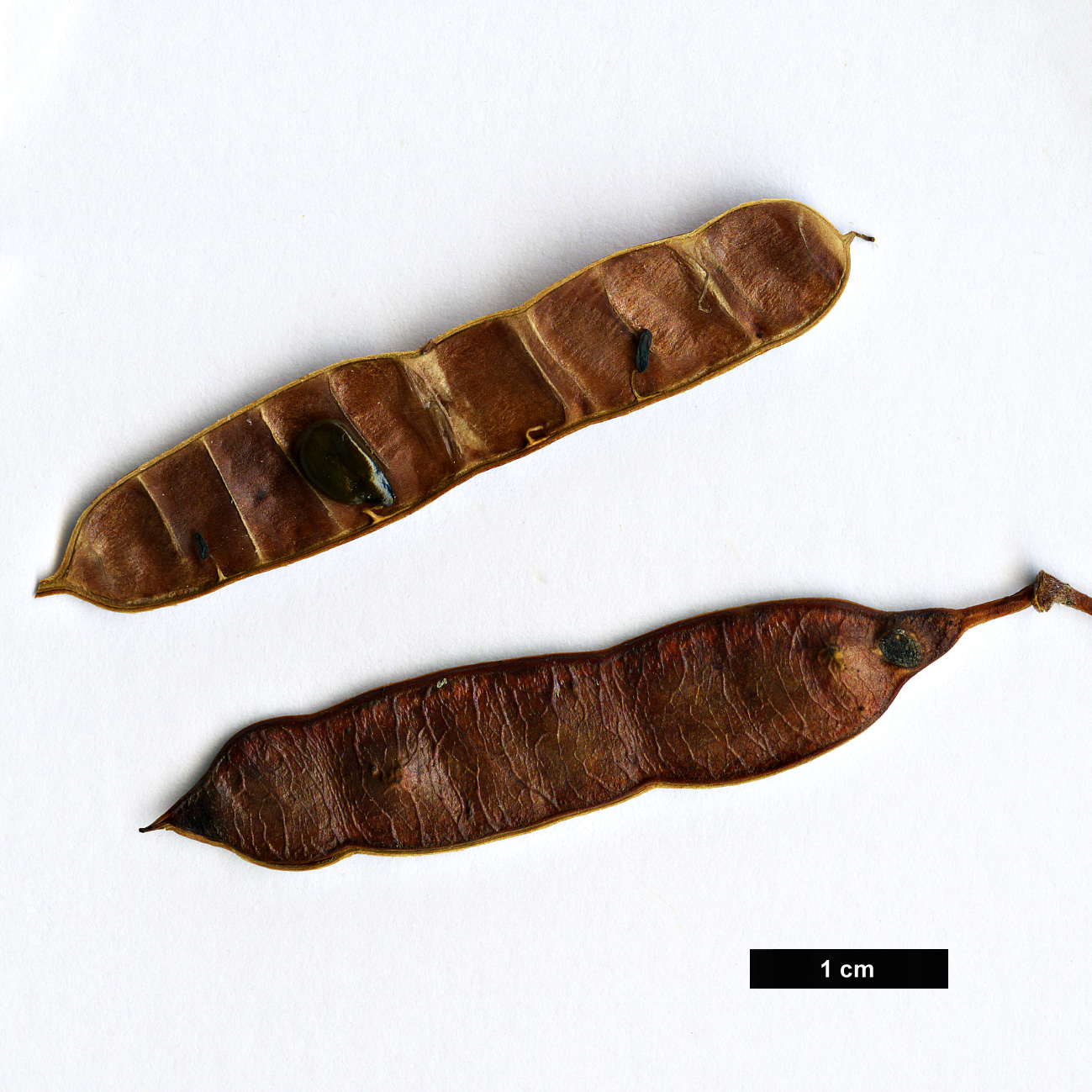 High resolution image: Family: Fabaceae - Genus: Senna - Taxon: artemisioides