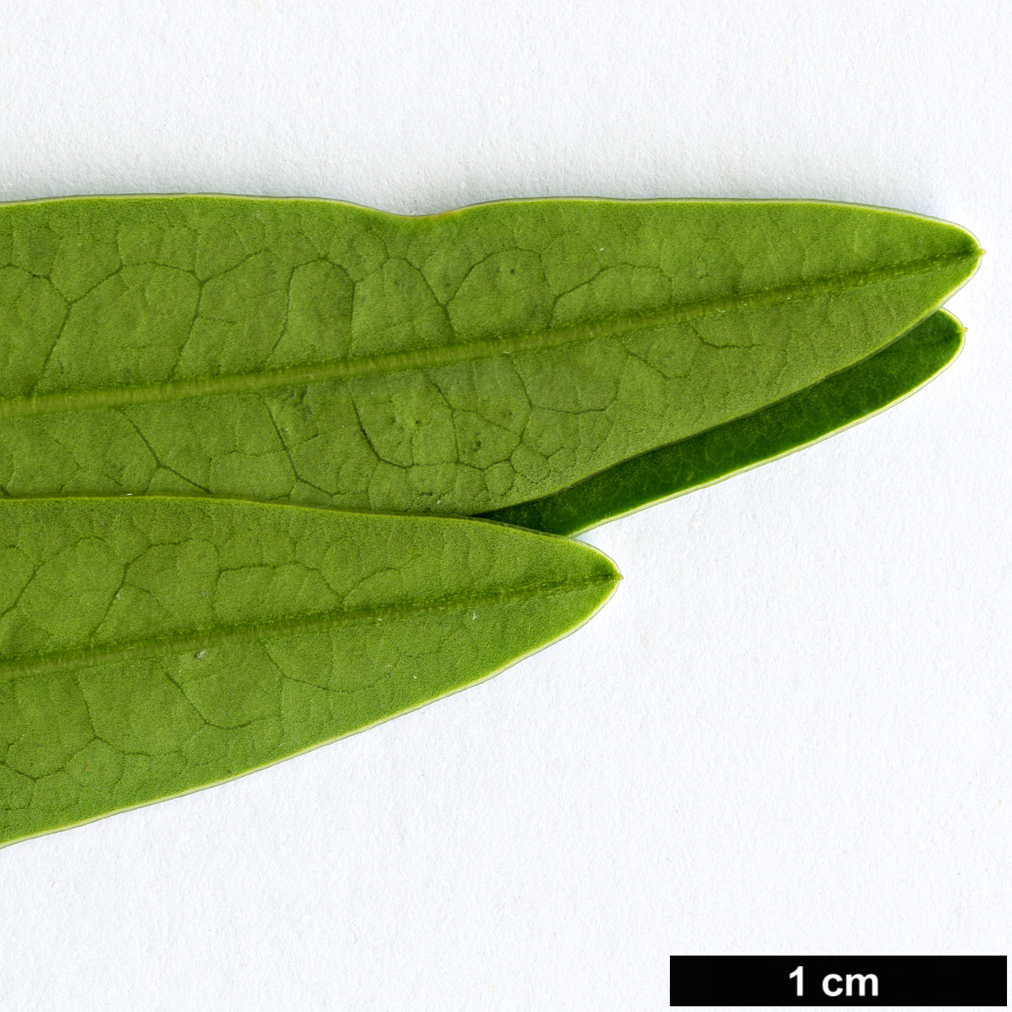 High resolution image: Family: Fabaceae - Genus: Senna - Taxon: bicapsularis