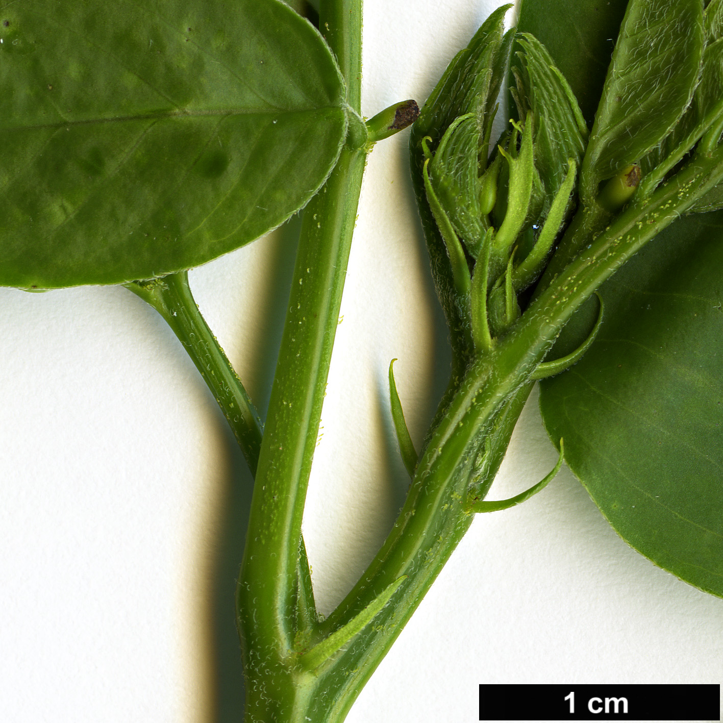High resolution image: Family: Fabaceae - Genus: Senna - Taxon: corymbosa