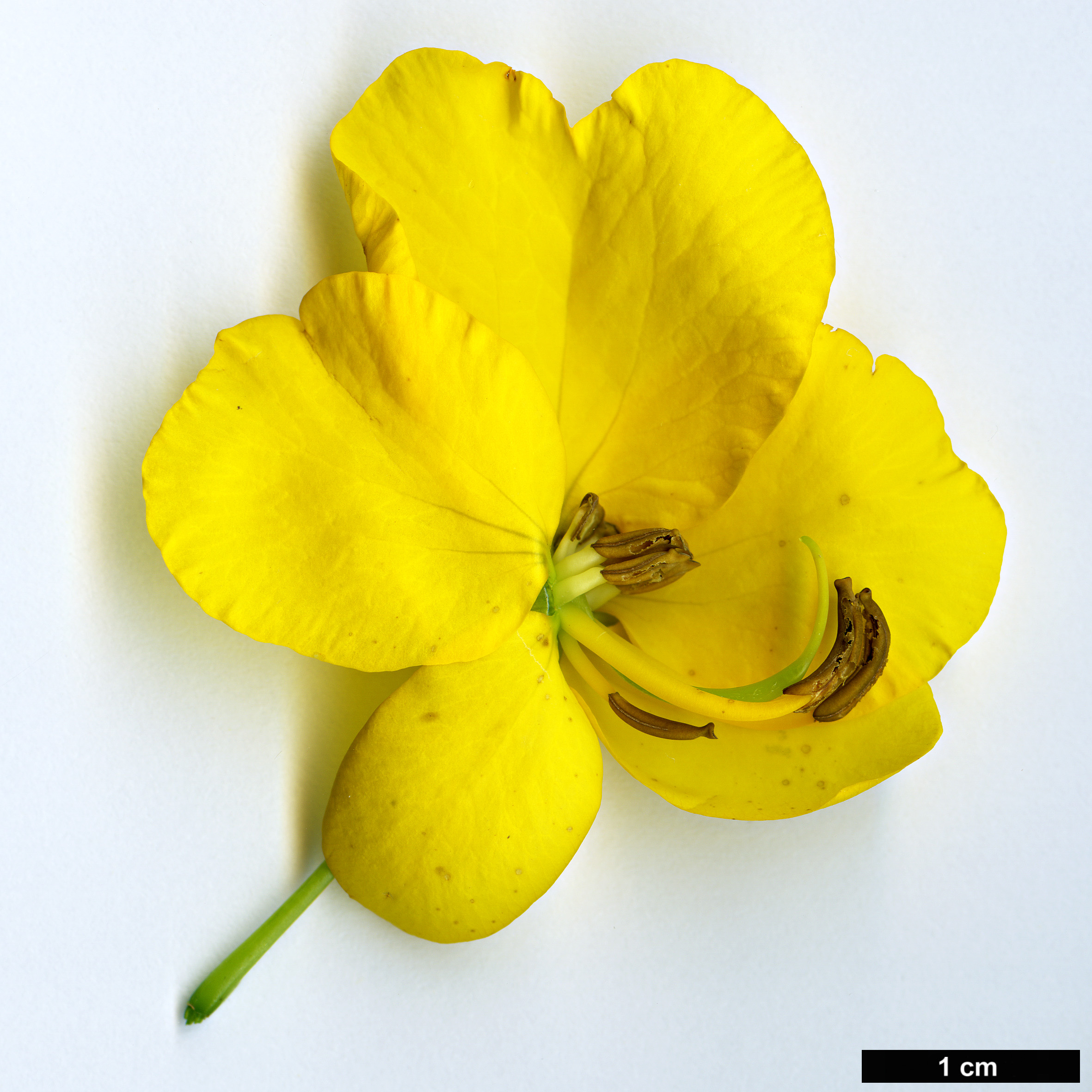 High resolution image: Family: Fabaceae - Genus: Senna - Taxon: corymbosa