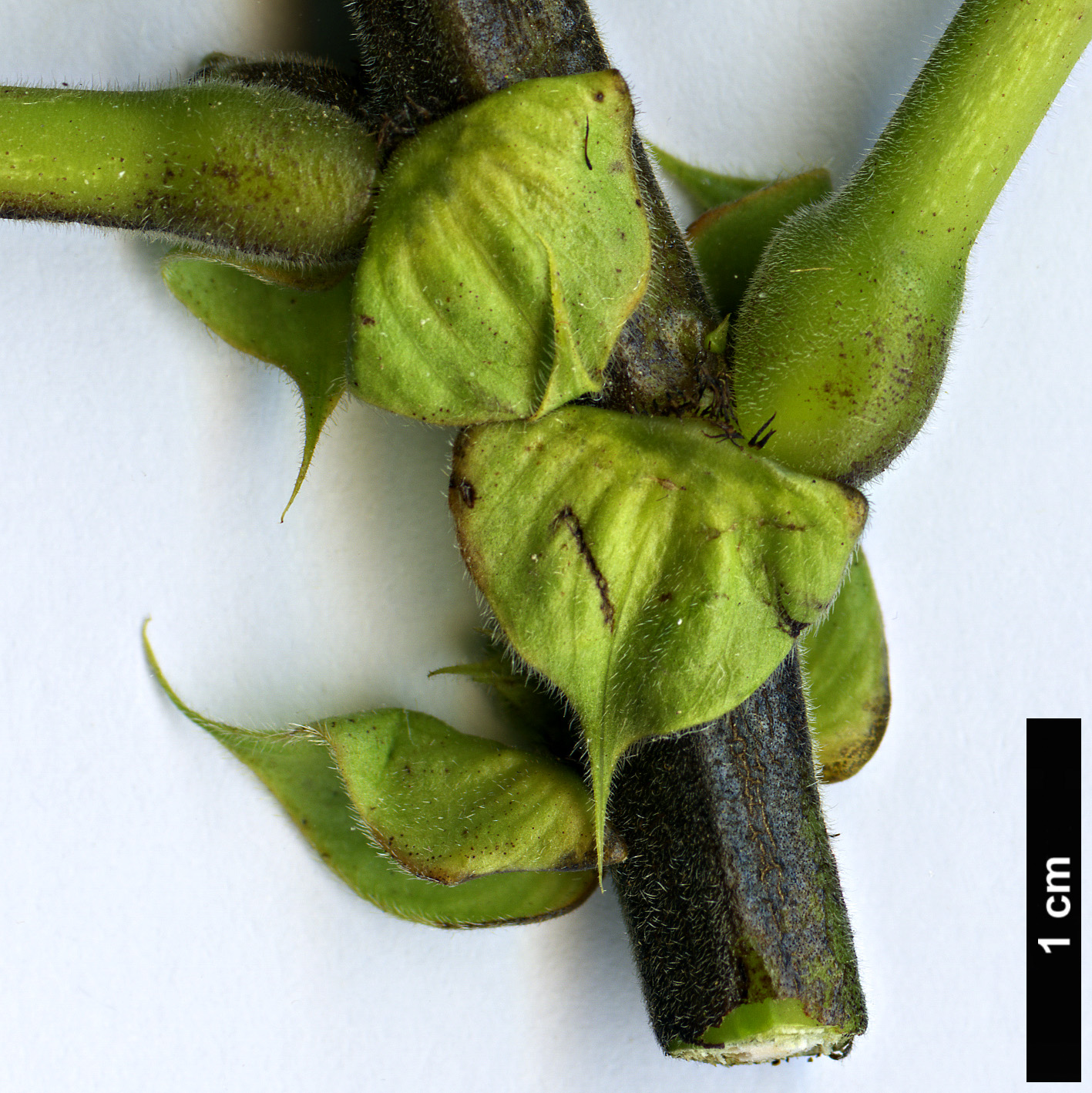 High resolution image: Family: Fabaceae - Genus: Senna - Taxon: didymobotrya