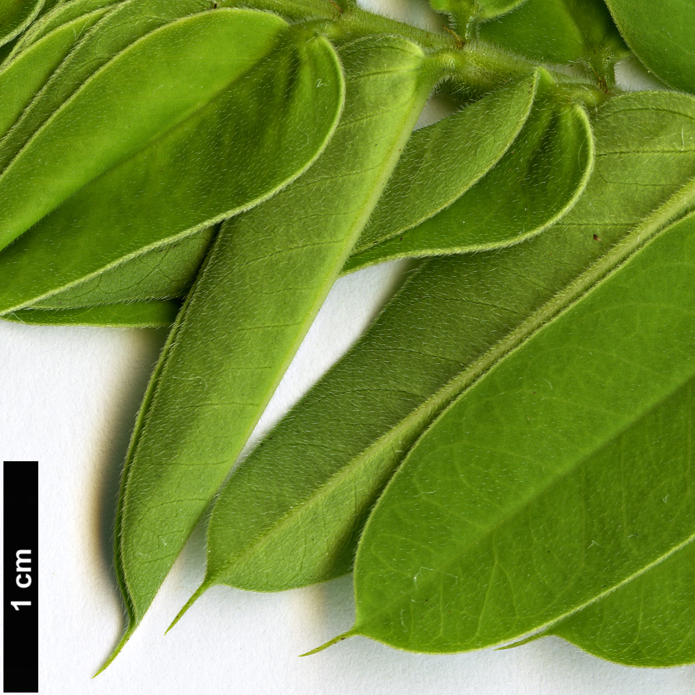 High resolution image: Family: Fabaceae - Genus: Senna - Taxon: didymobotrya