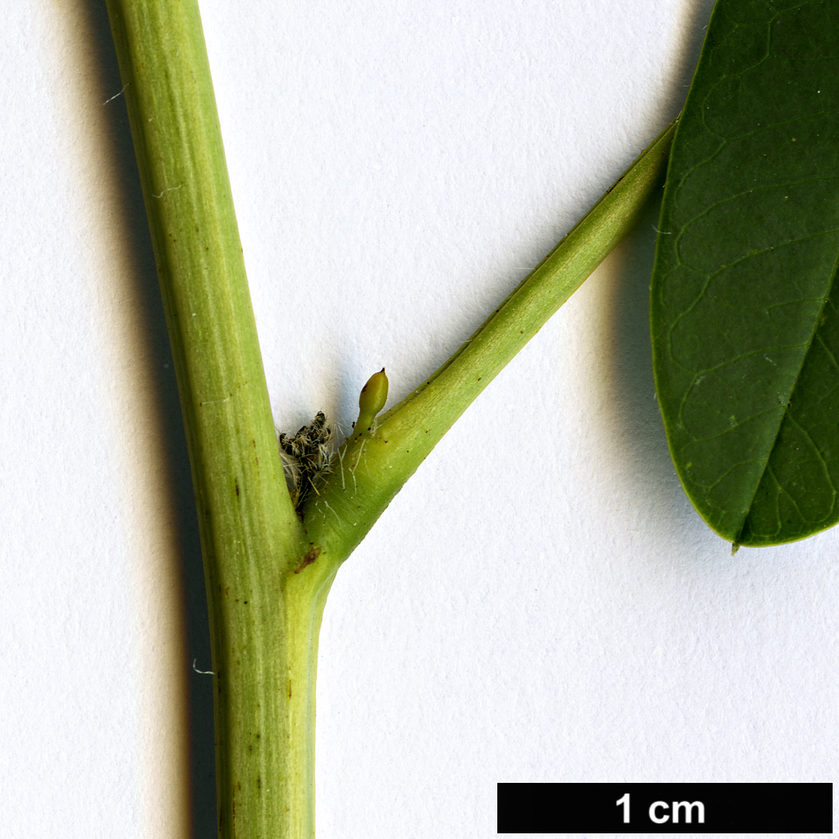 High resolution image: Family: Fabaceae - Genus: Senna - Taxon: hebecarpa