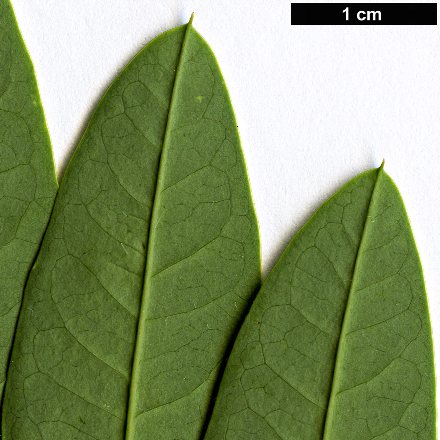High resolution image: Family: Fabaceae - Genus: Senna - Taxon: hebecarpa