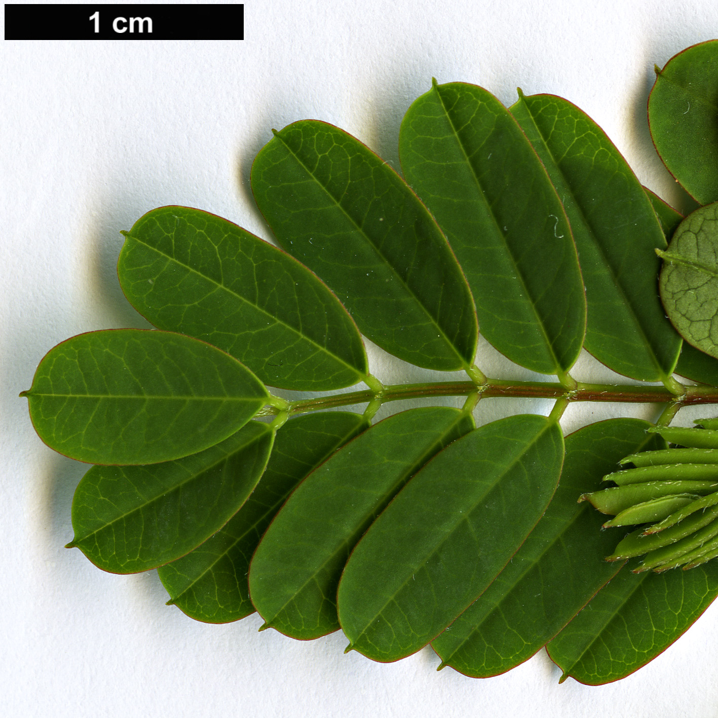 High resolution image: Family: Fabaceae - Genus: Sesbania - Taxon: punicea