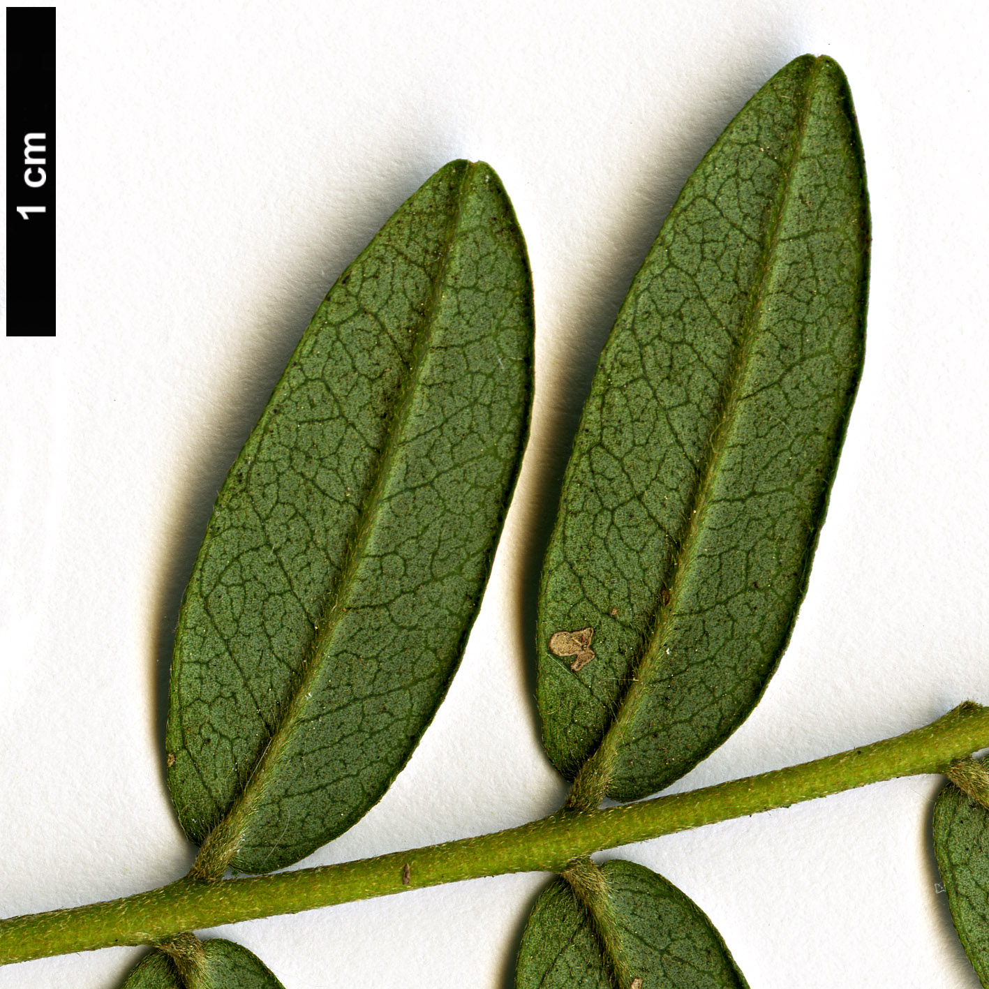 High resolution image: Family: Fabaceae - Genus: Sophora - Taxon: macrocarpa