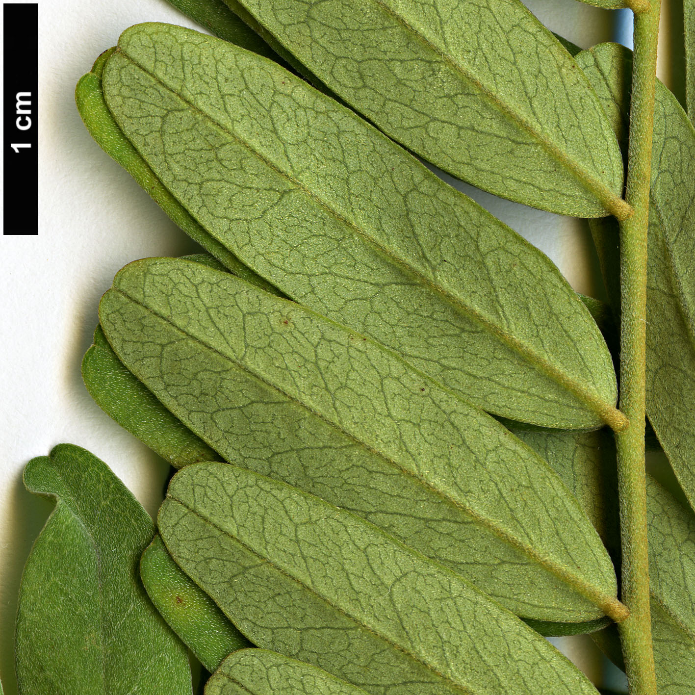High resolution image: Family: Fabaceae - Genus: Sophora - Taxon: tetraptera